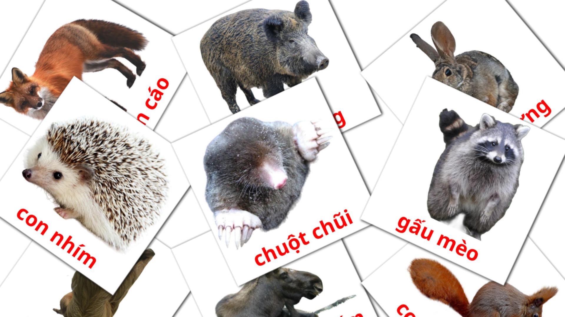 22 Bildkarten für động vật rừng rậm