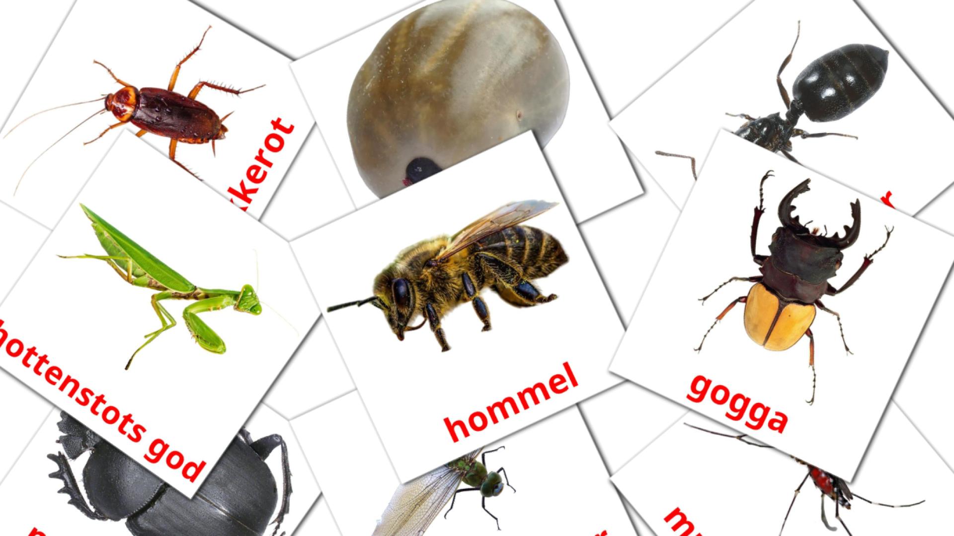 Insectos - tarjetas de vocabulario en afrikáans