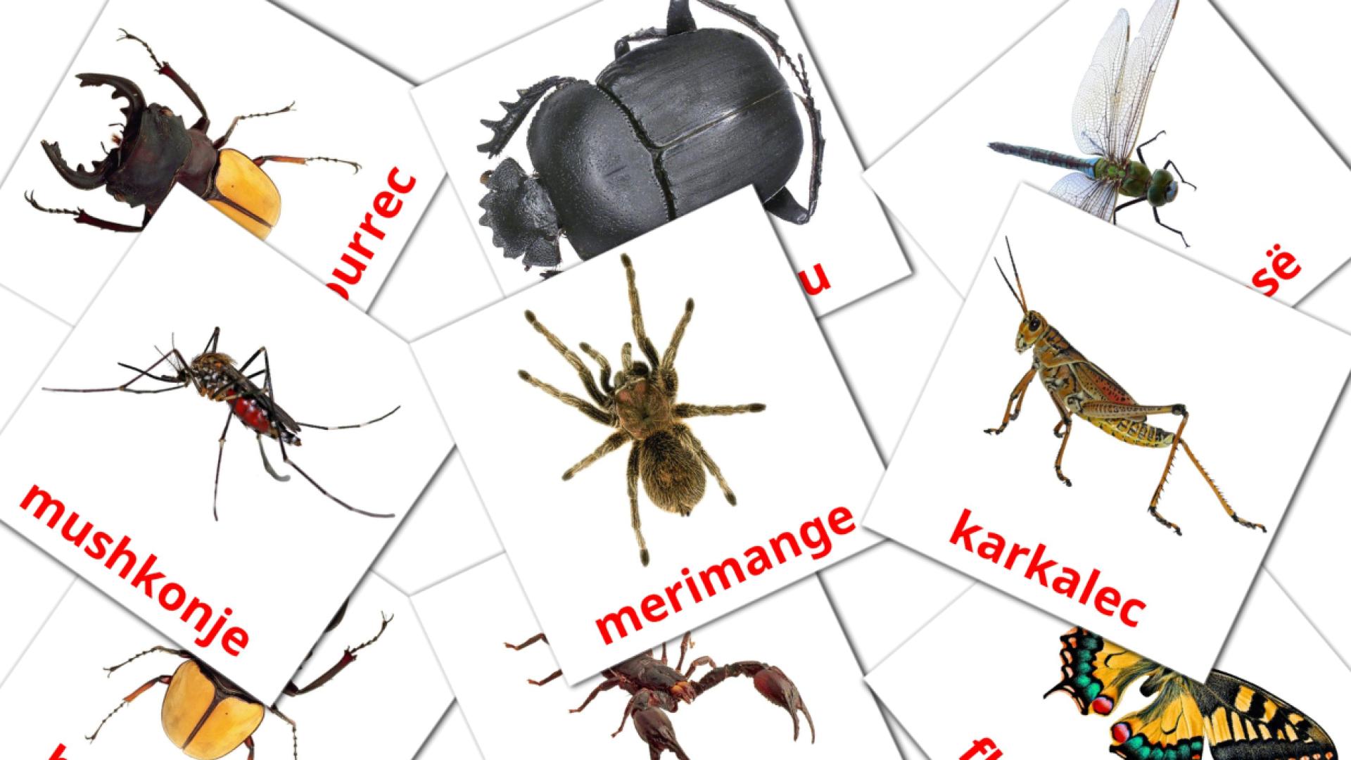 Insectos - tarjetas de vocabulario en albanés