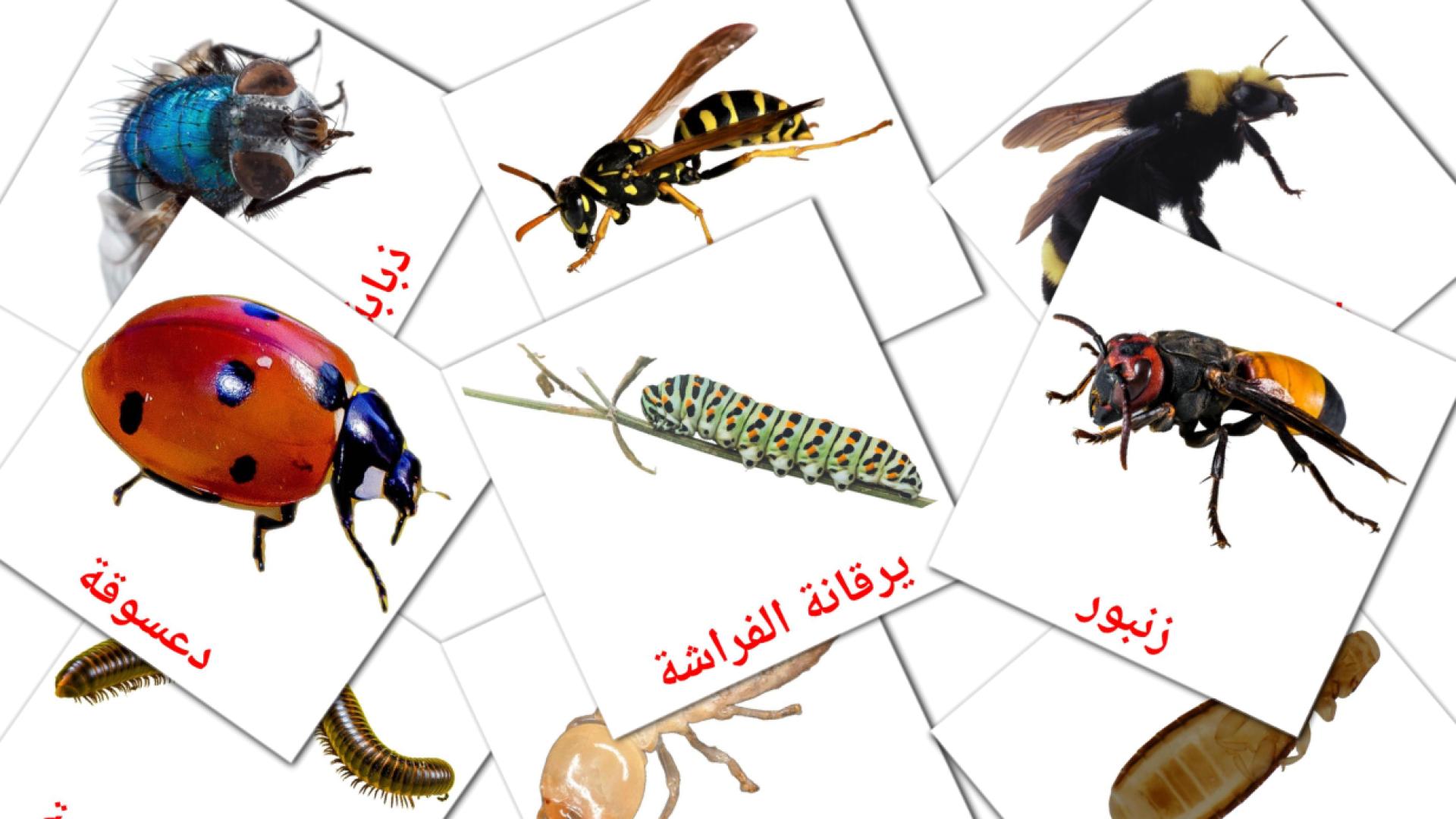 Insetos - Cartões de vocabulário árabe
