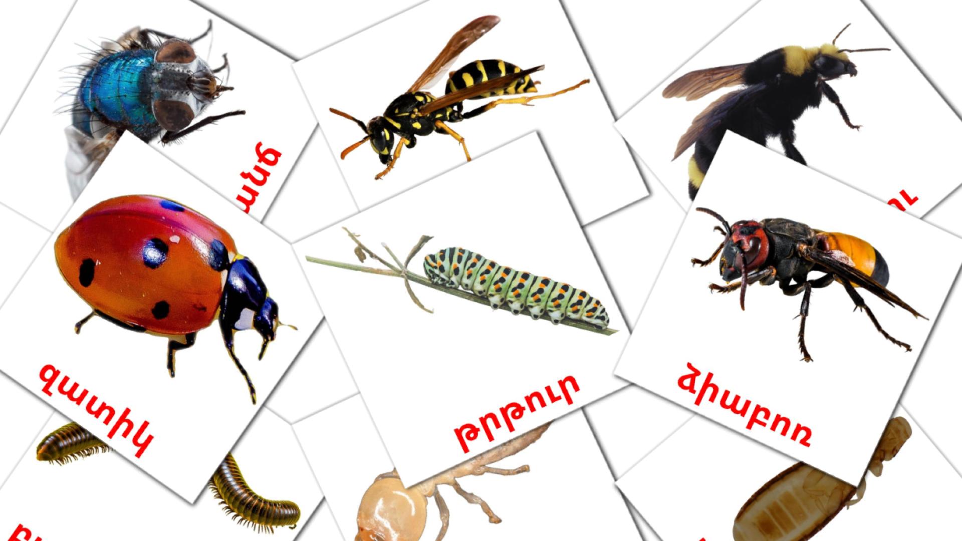 Insectos - tarjetas de vocabulario en armenio