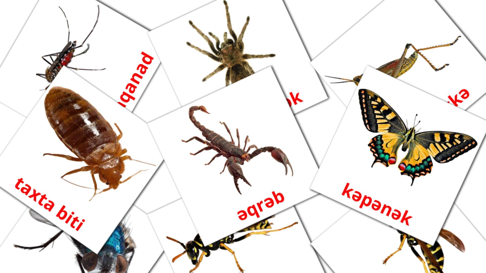 Insecten - azerbeidzjaanse woordenschatkaarten