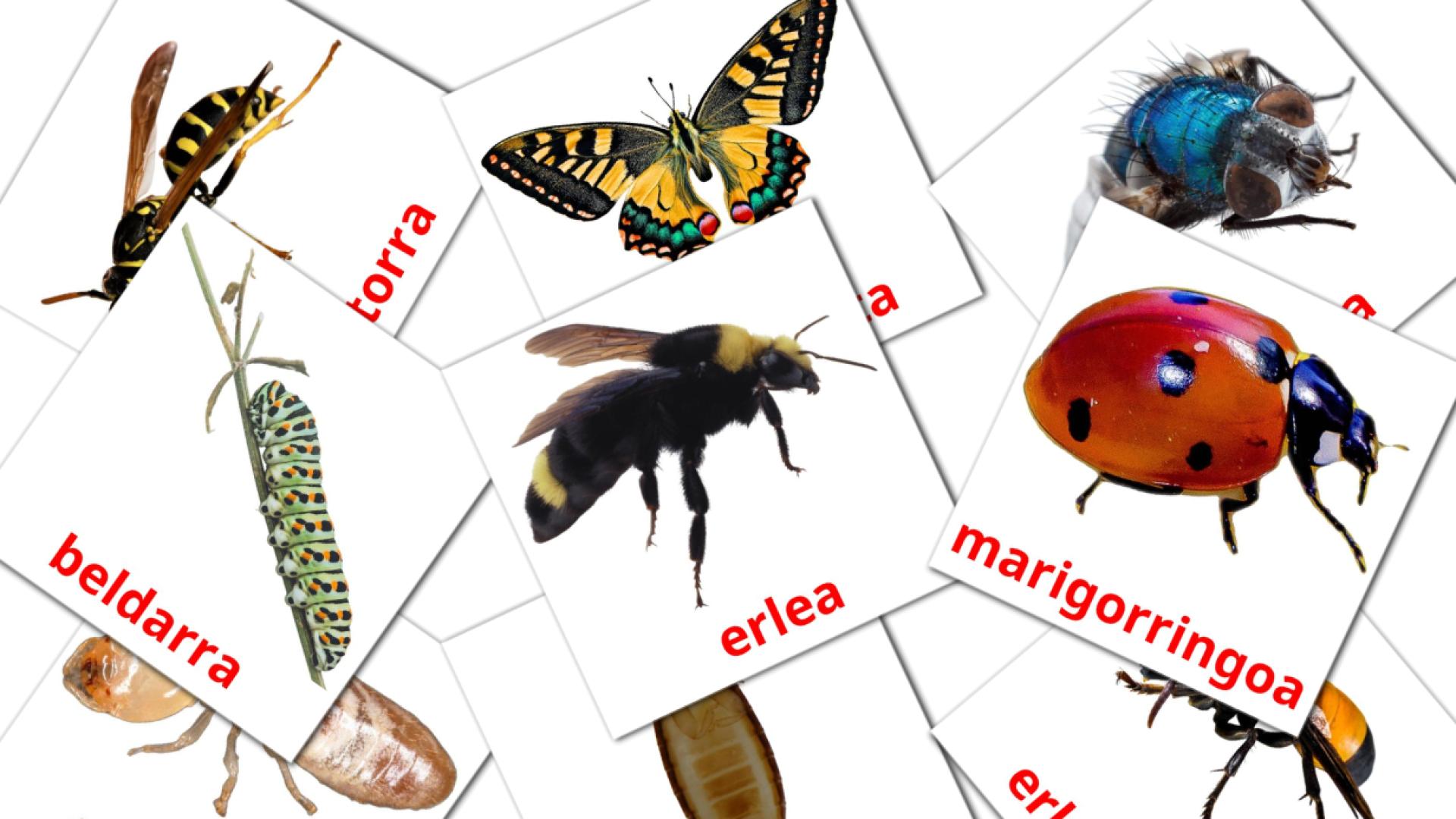 23 Bildkarten für Intsektuak