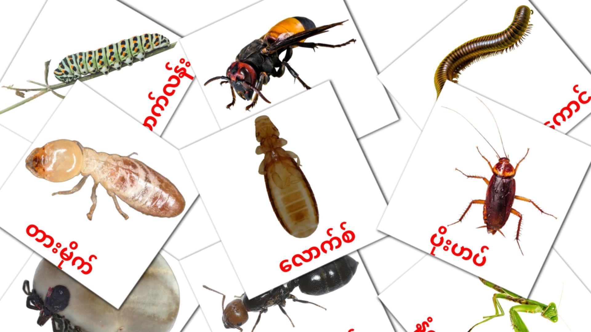 23 Bildkarten für ပိုးကောင်များ