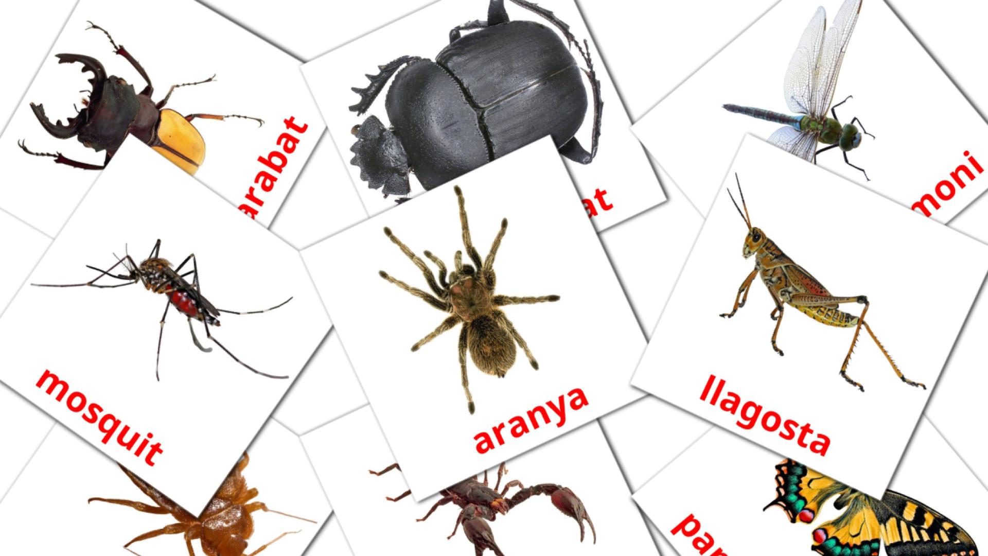 23 tarjetas didacticas de Insectes