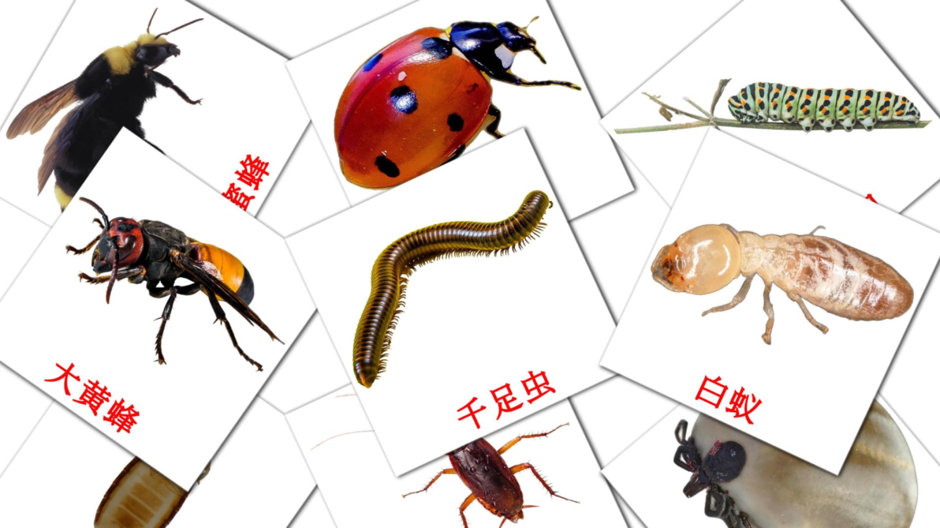 23 flashcards di 昆虫