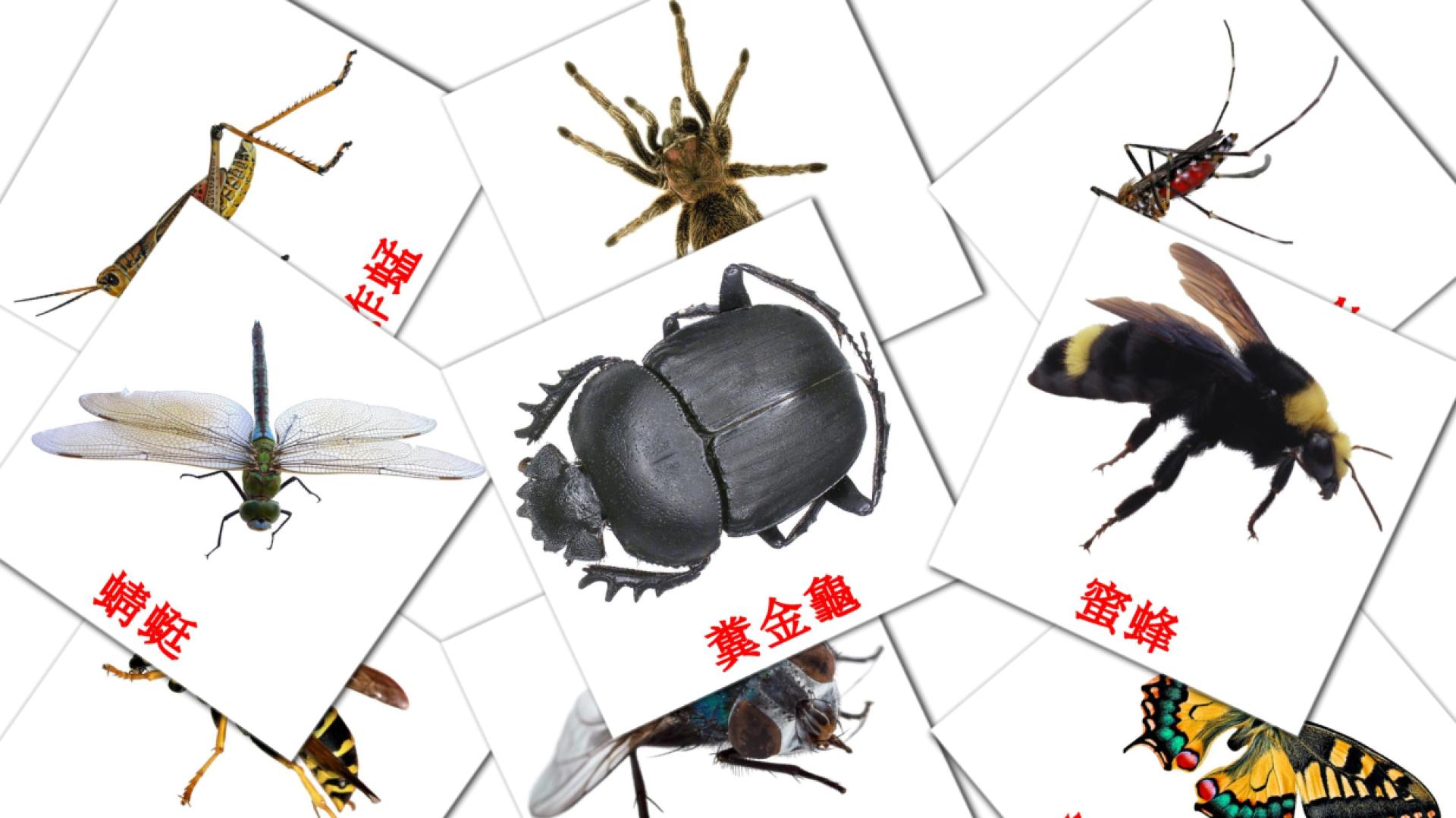 23 Flashcards de 昆蟲