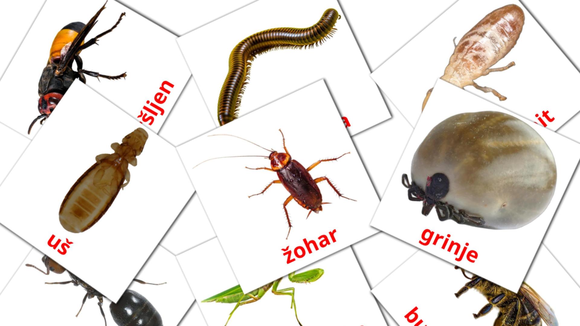 23 tarjetas didacticas de Insekti
