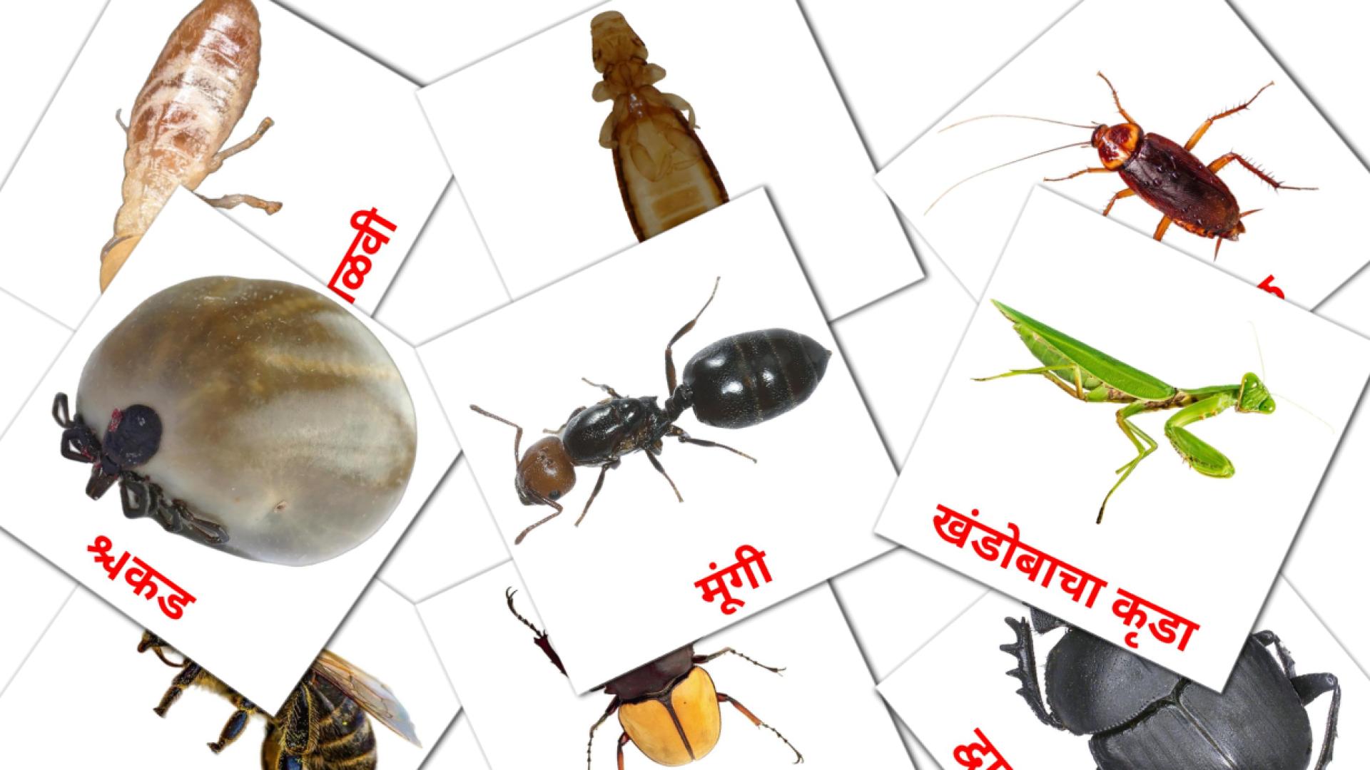23 Bildkarten für किडे