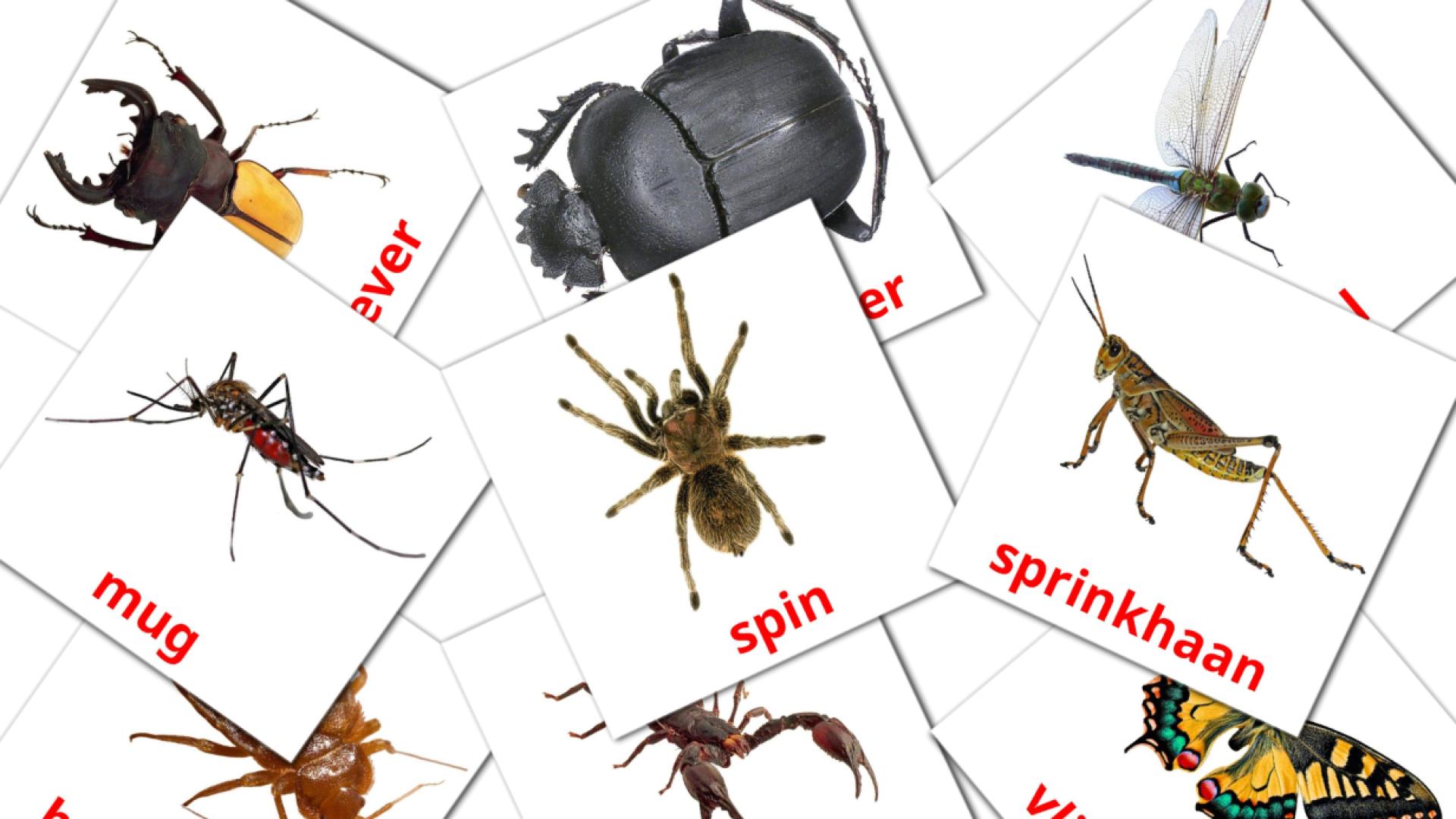 23 tarjetas didacticas de Insecten