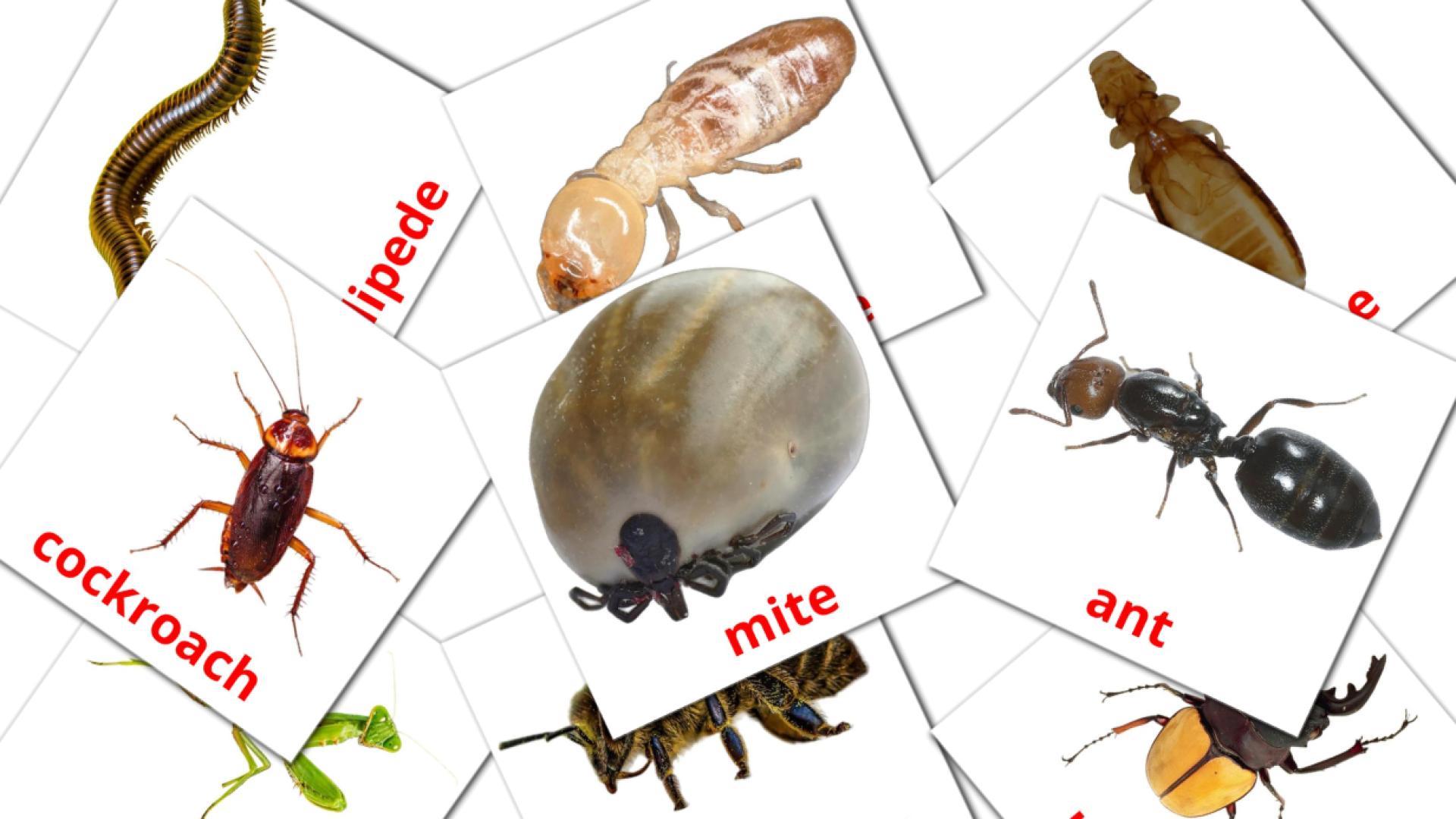 Les Insectes - cartes de vocabulaire anglais