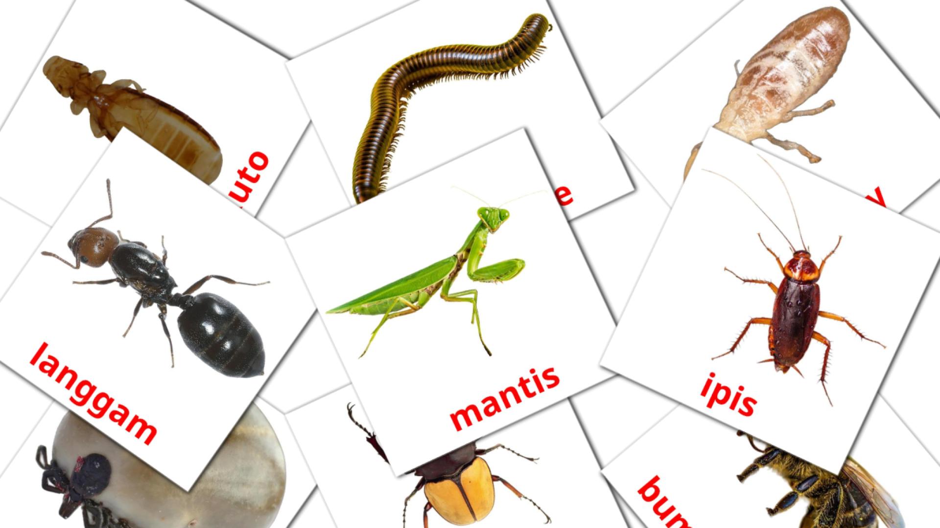 23 flashcards di Insecto