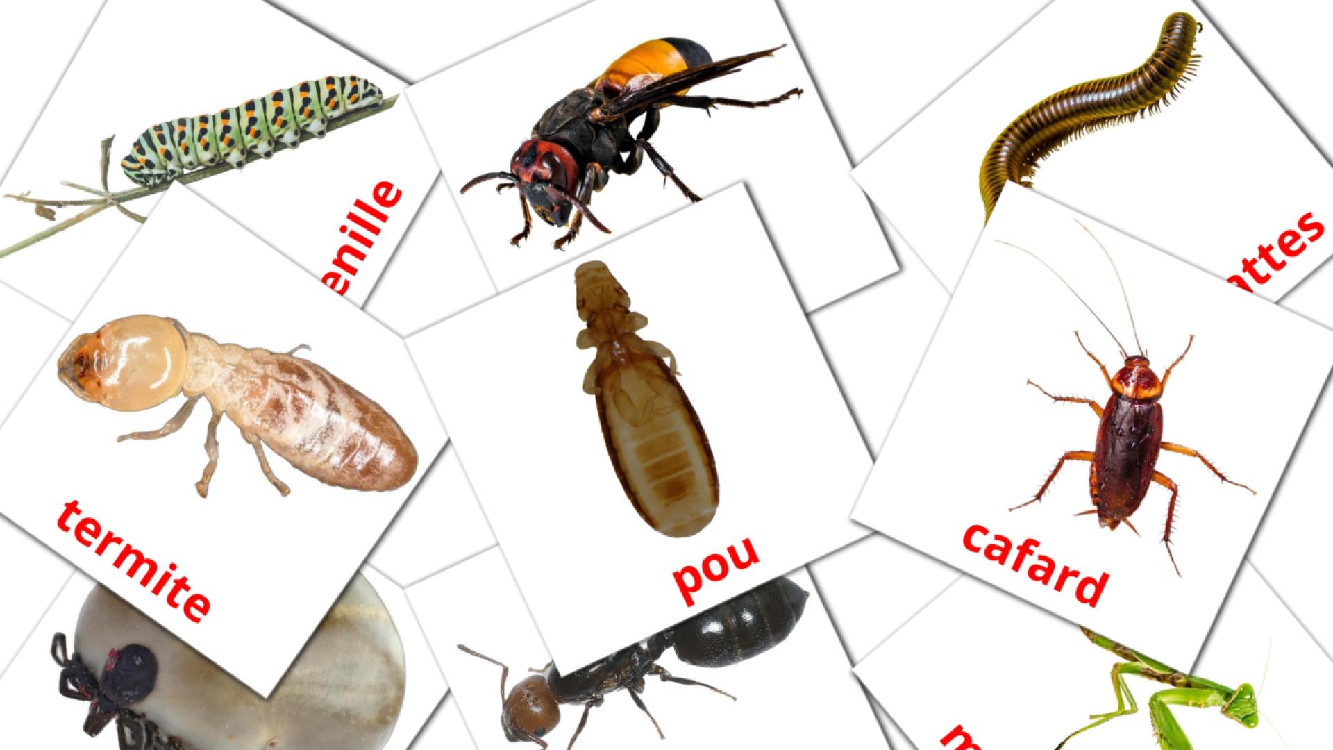 23 tarjetas didacticas de Les Insectes