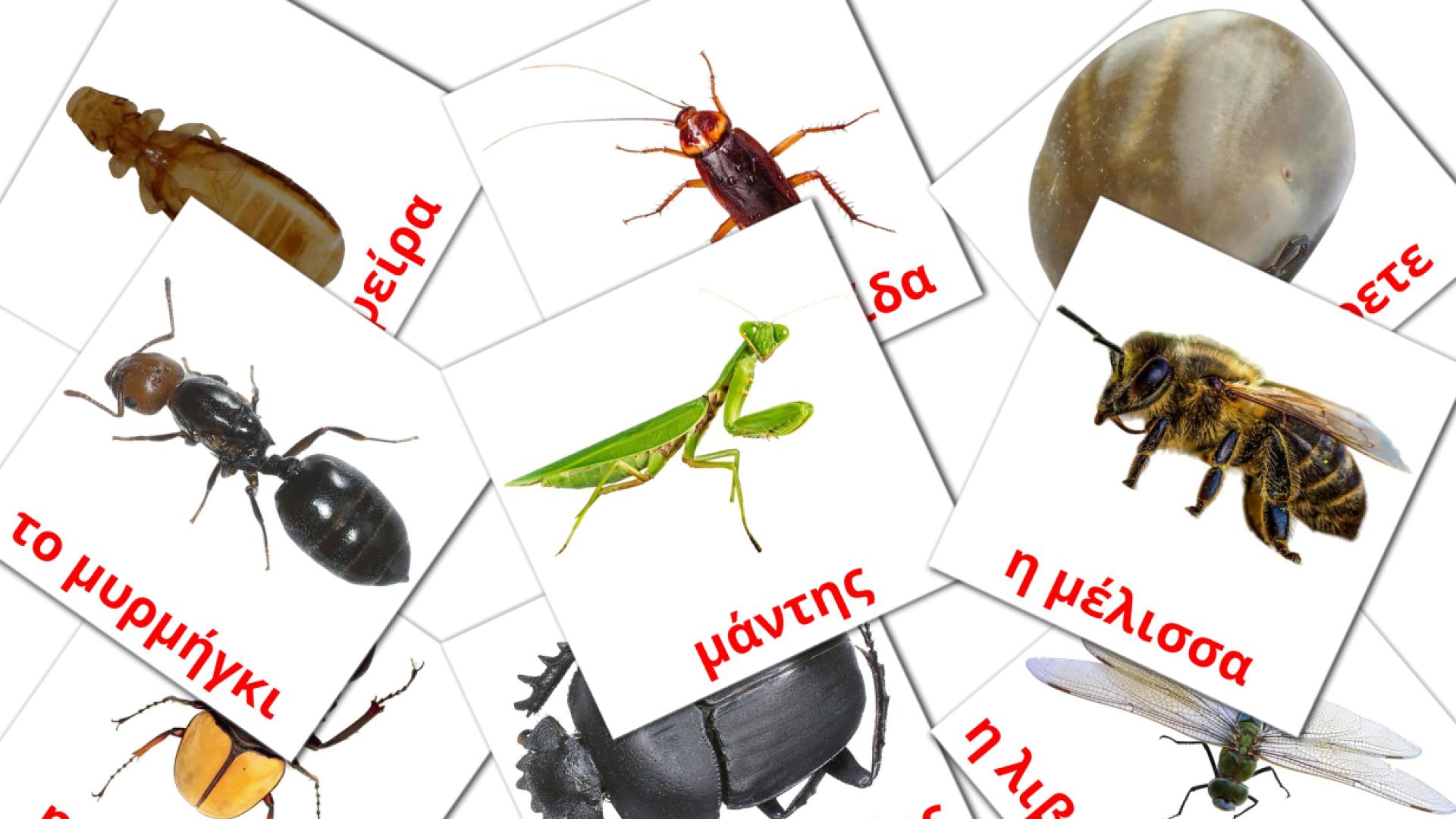 23 Bildkarten für έντομα