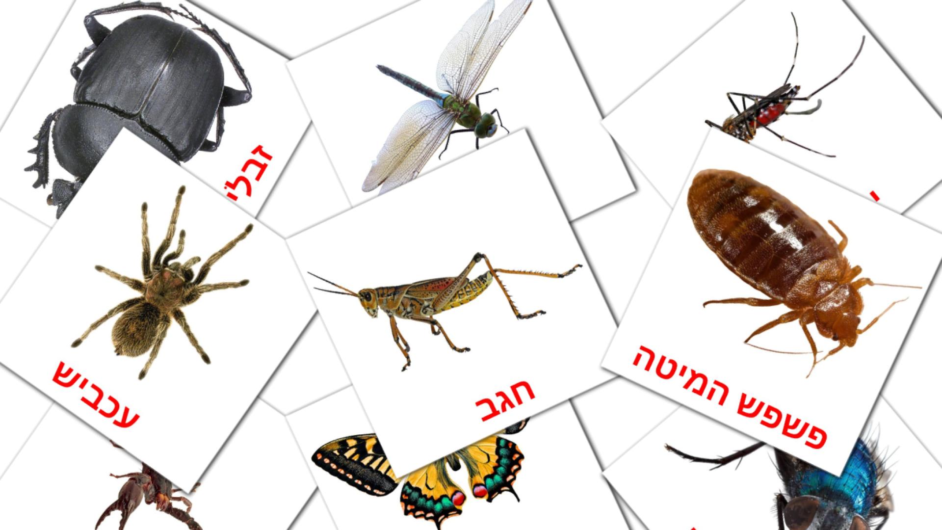 23 tarjetas didacticas de חרקים