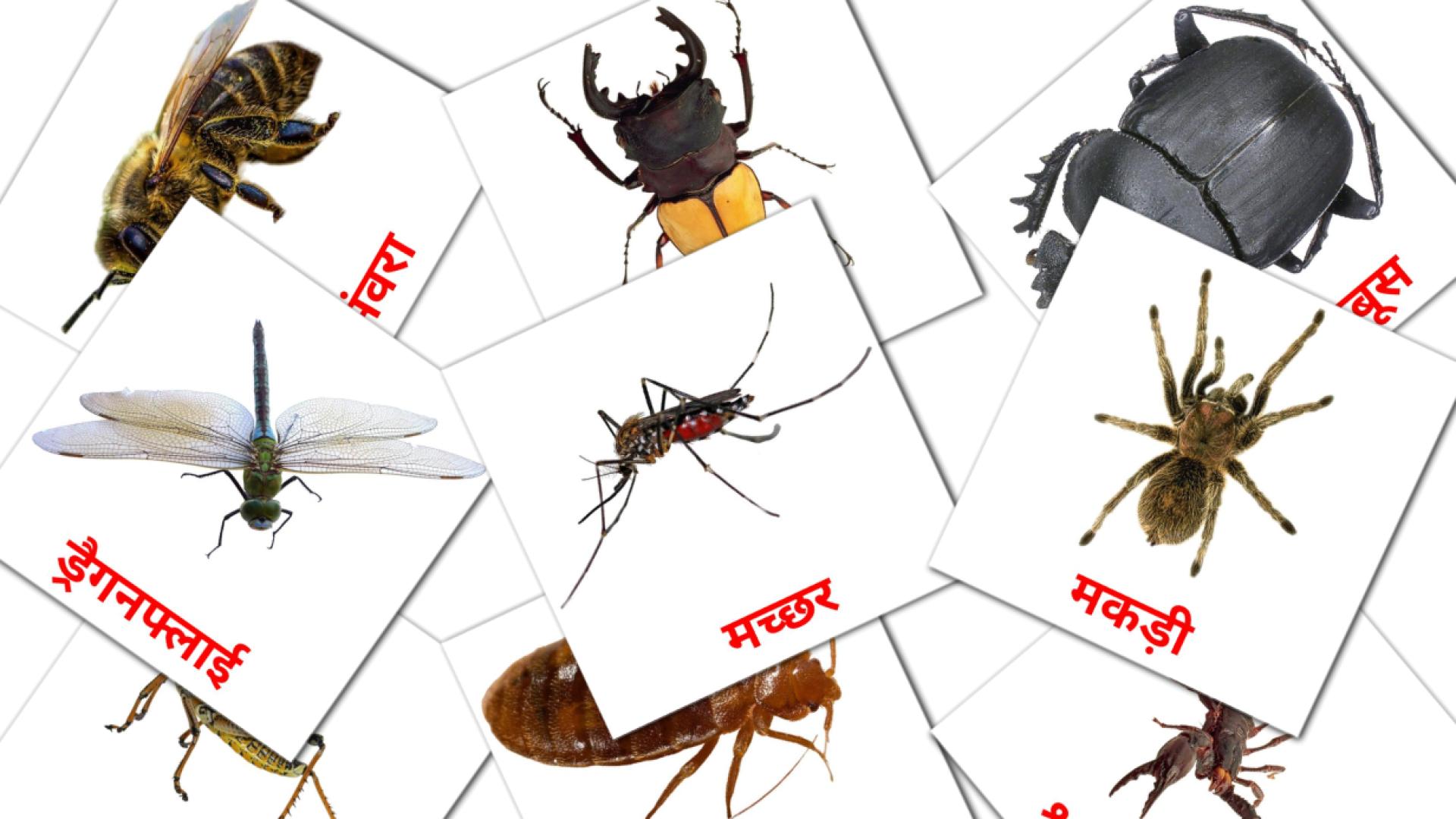 23 Bildkarten für कीड़े