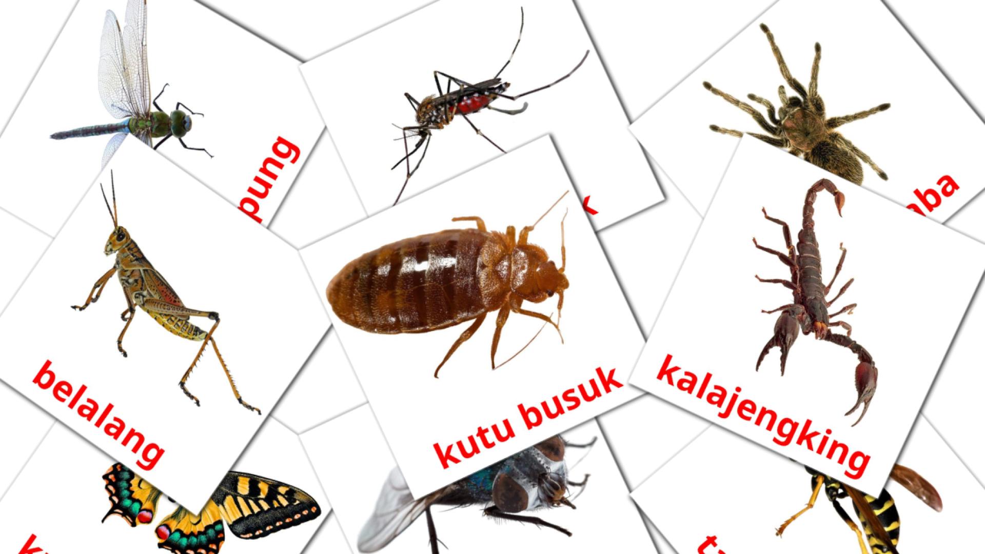 23 Bildkarten für Serangga