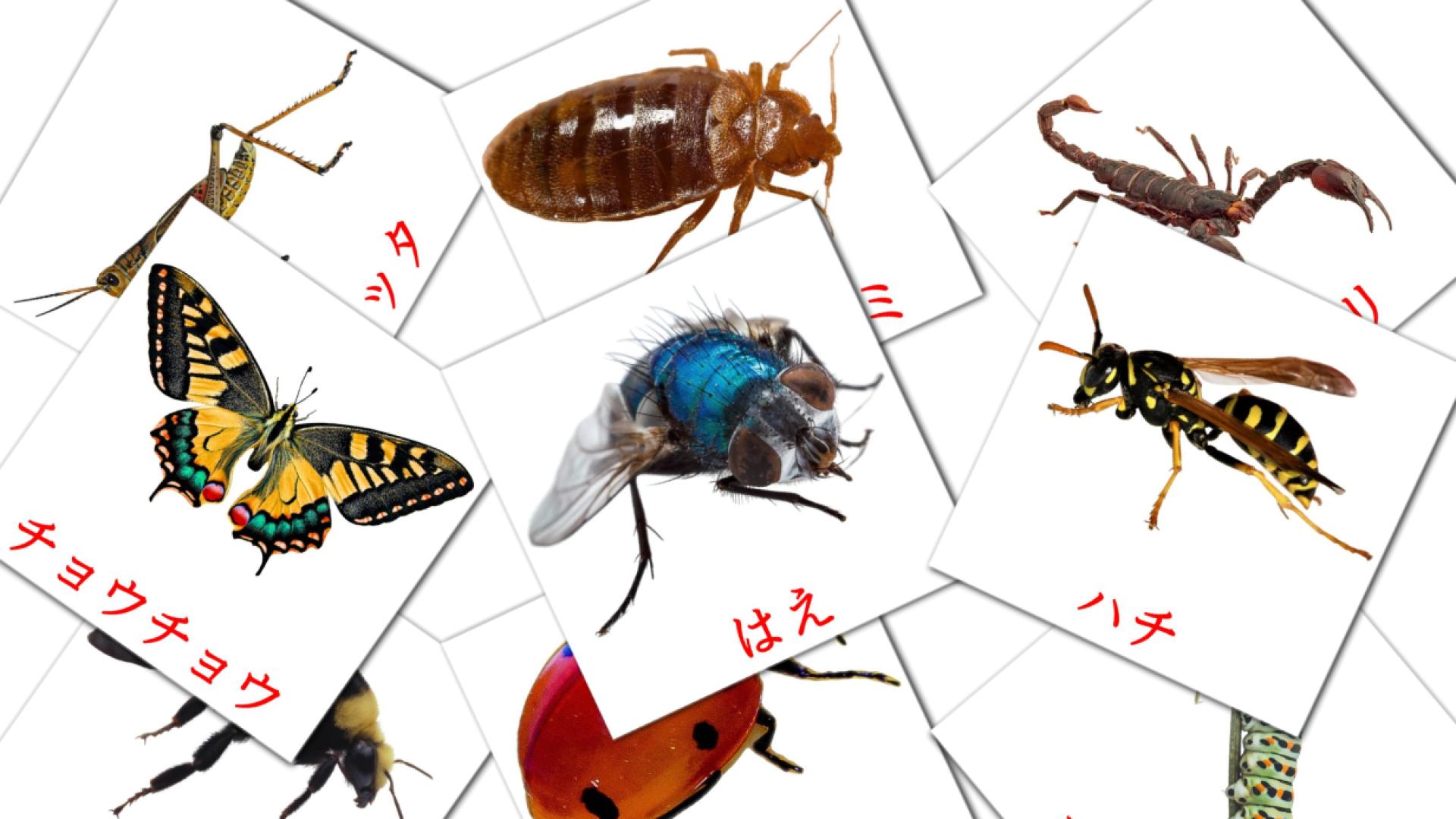 23 tarjetas didacticas de 虫