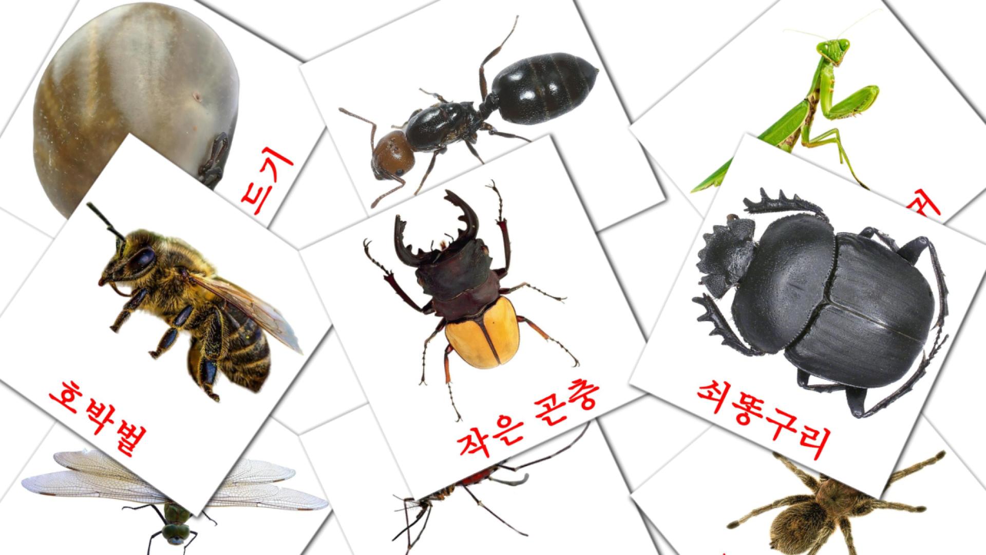 23 Flashcards de 곤충