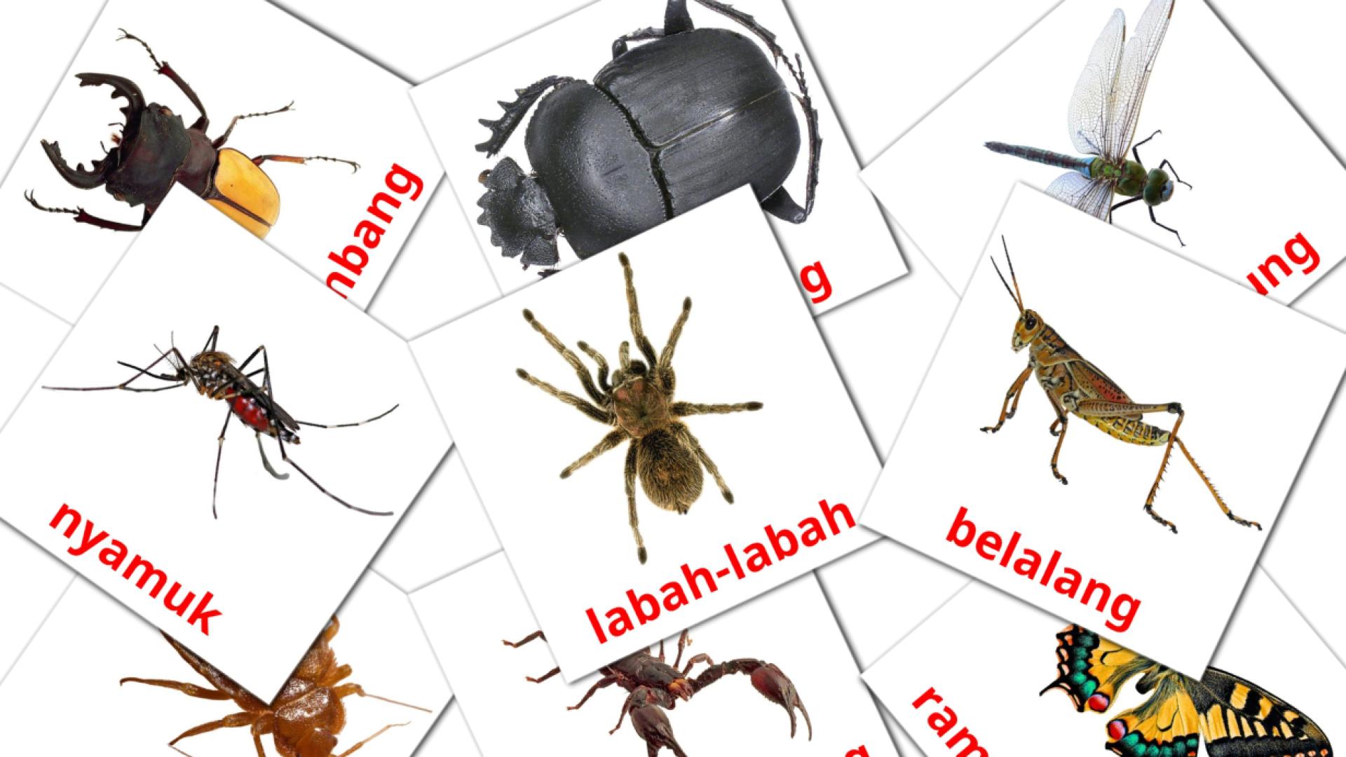 23 Flashcards de Serangga
