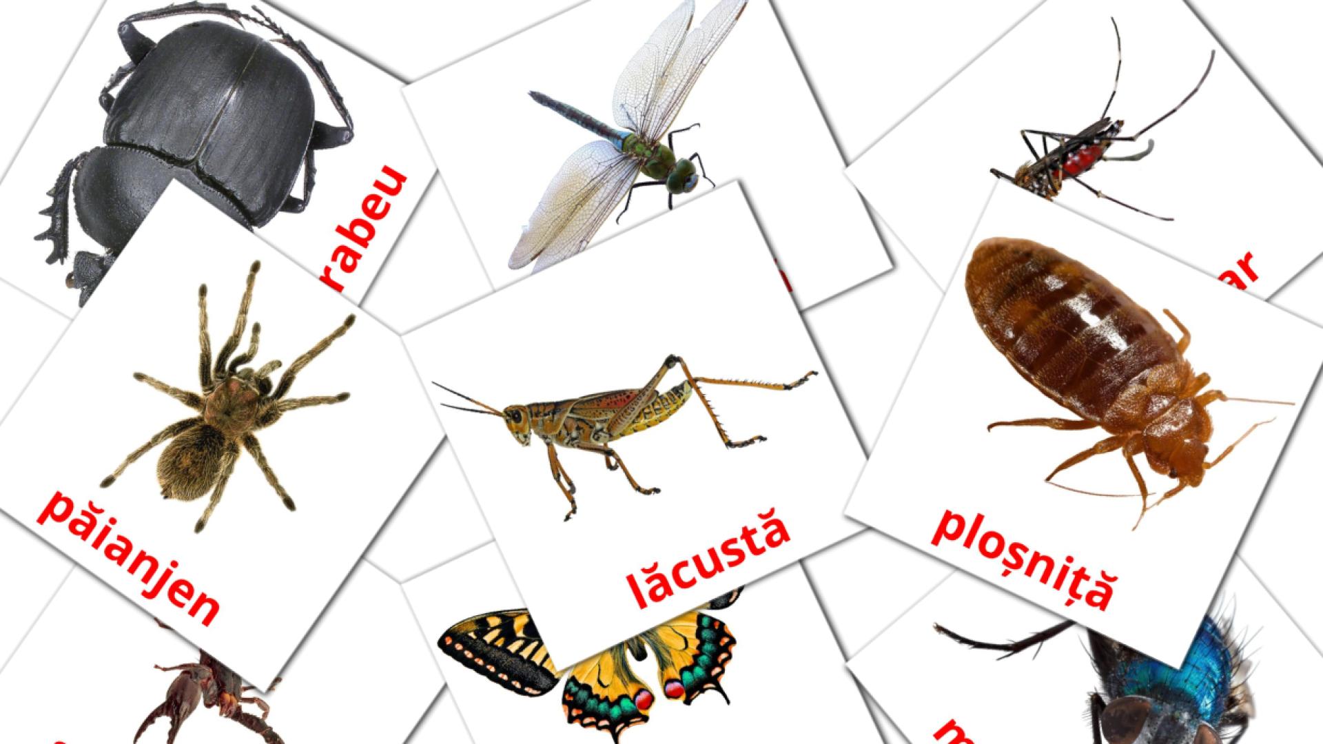 23 tarjetas didacticas de Insecte