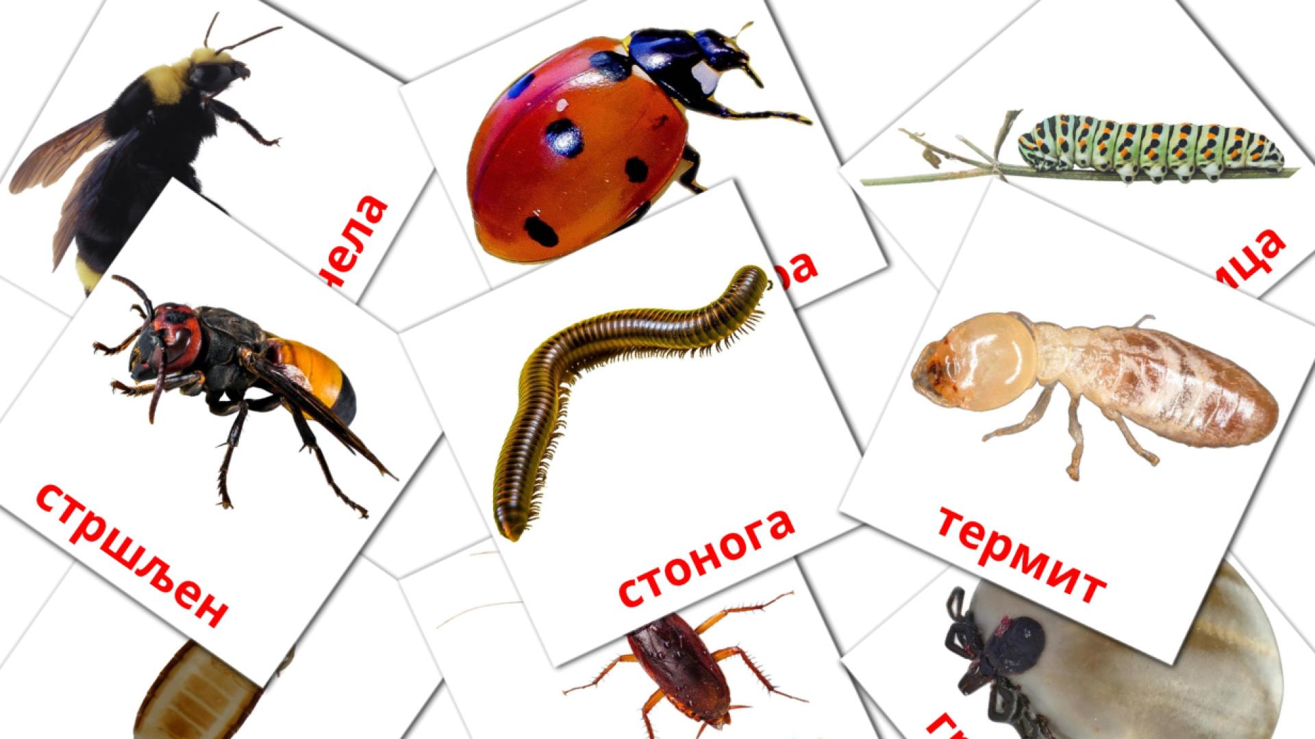 23 tarjetas didacticas de Инсекти