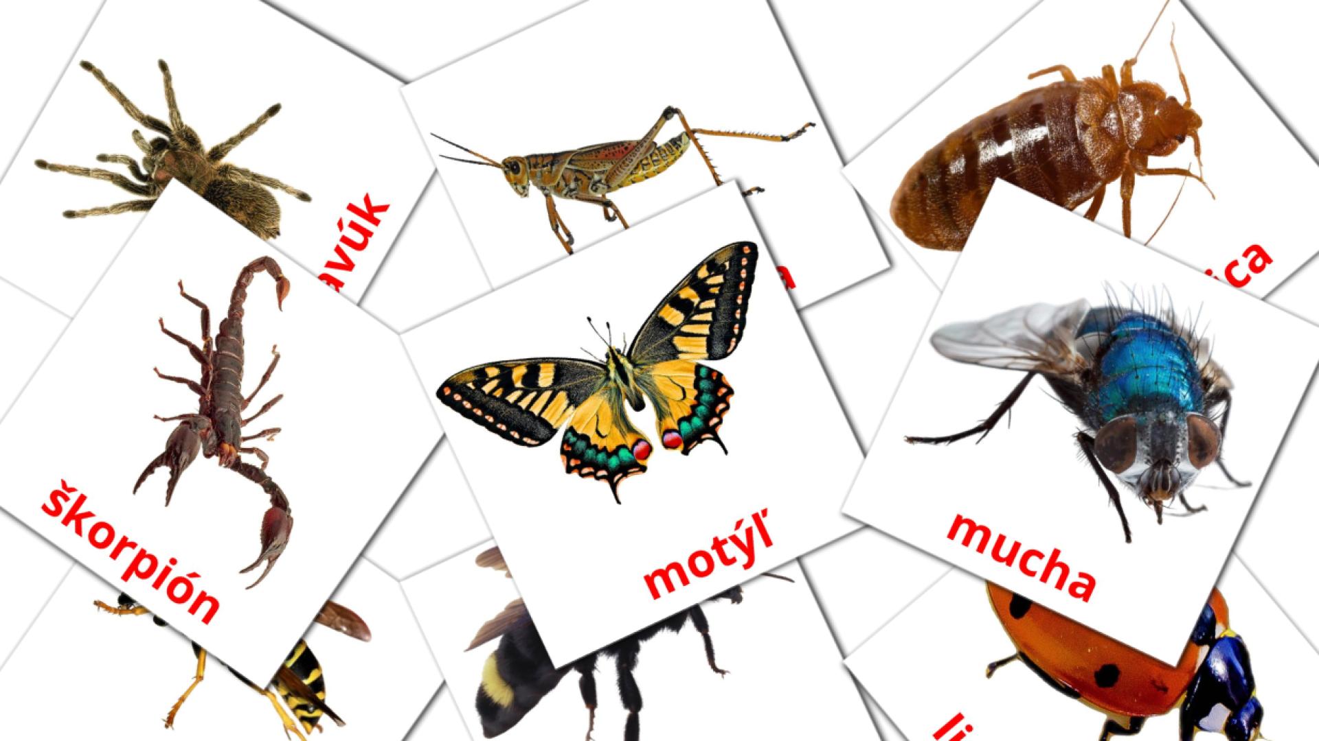 23 tarjetas didacticas de Hmyz