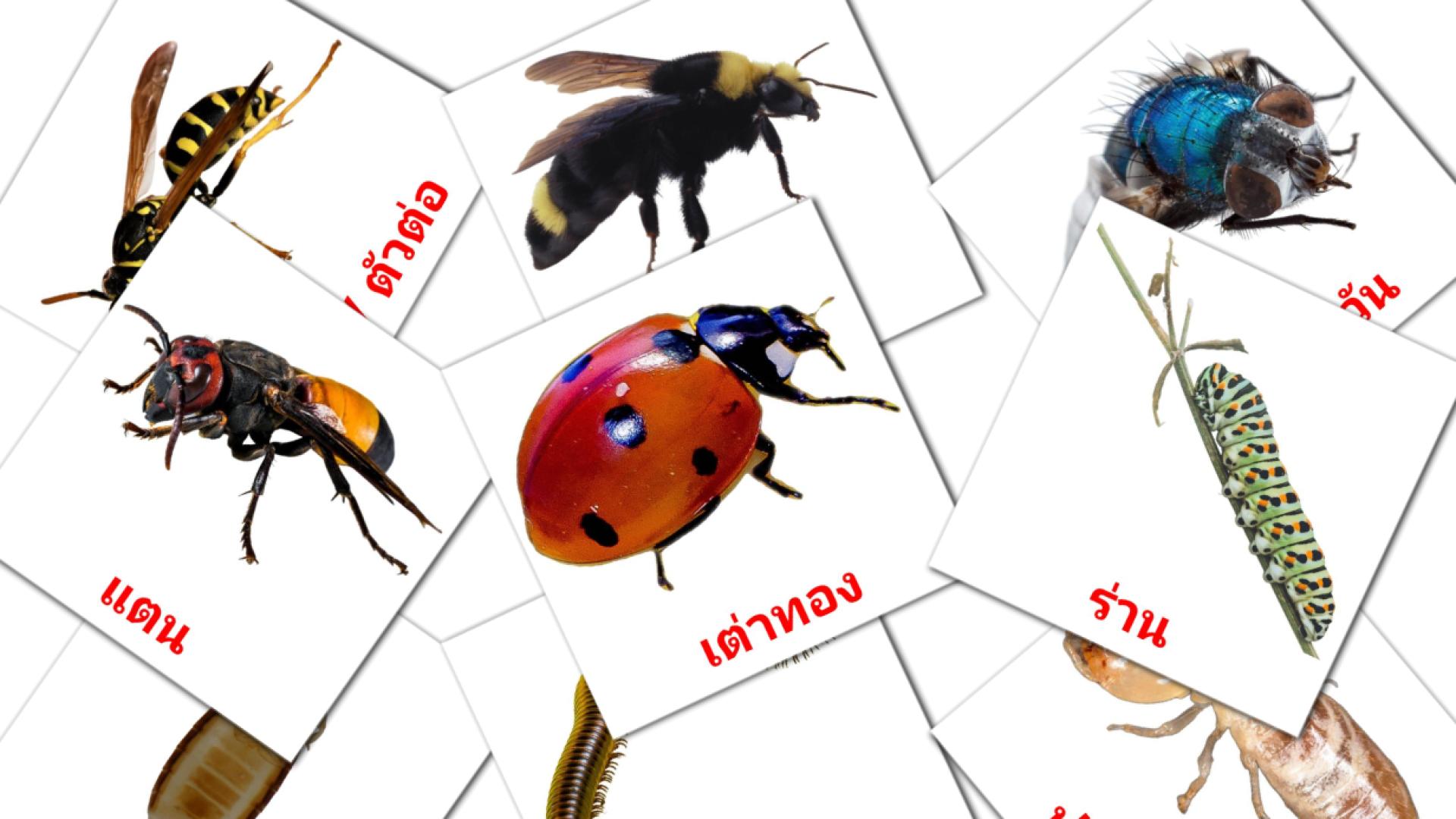 23 Bildkarten für แมลง