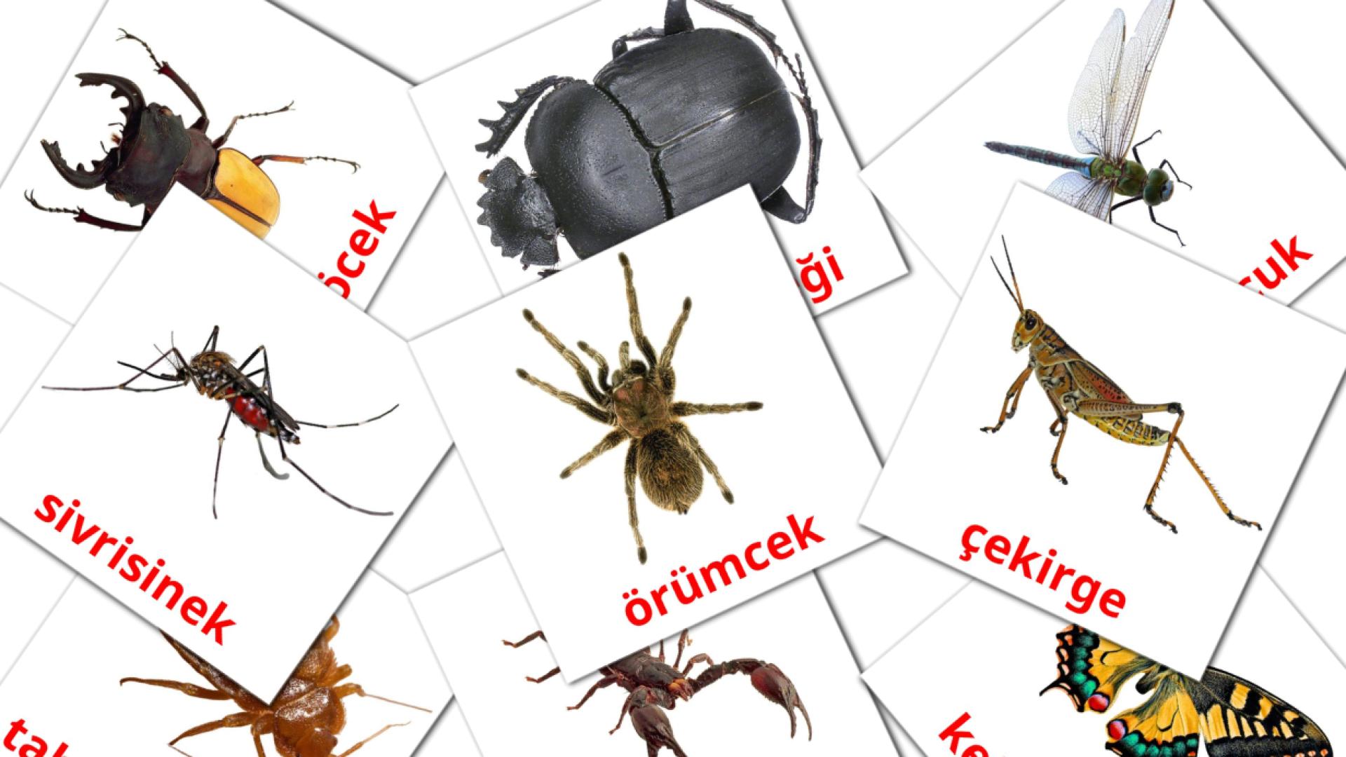 23 flashcards di böcekler