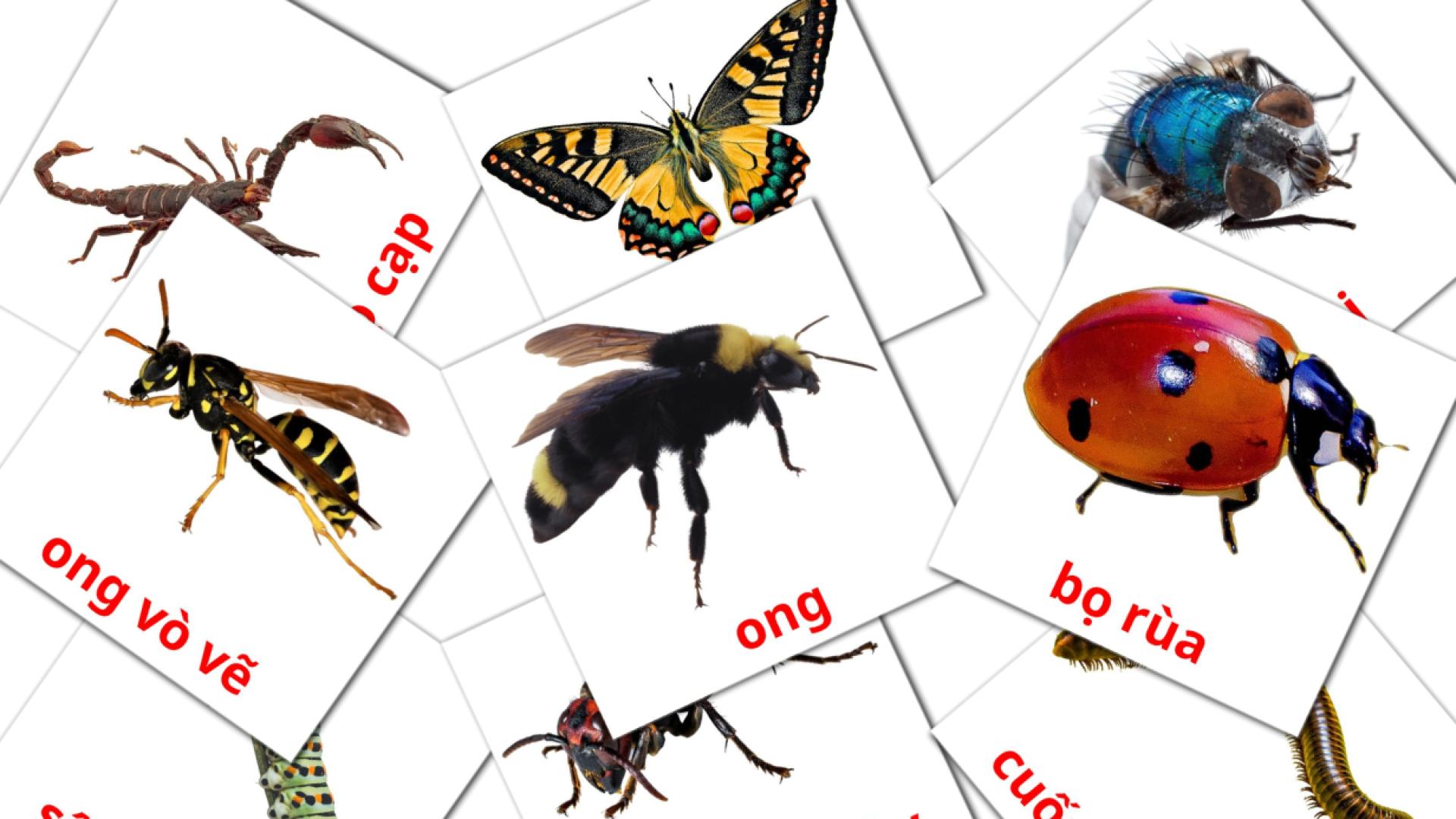 23 tarjetas didacticas de côn trùng