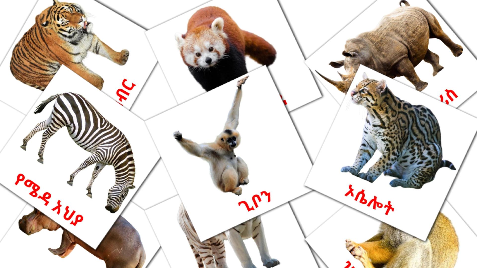 Dschungel Tiere - Amharische Vokabelkarten