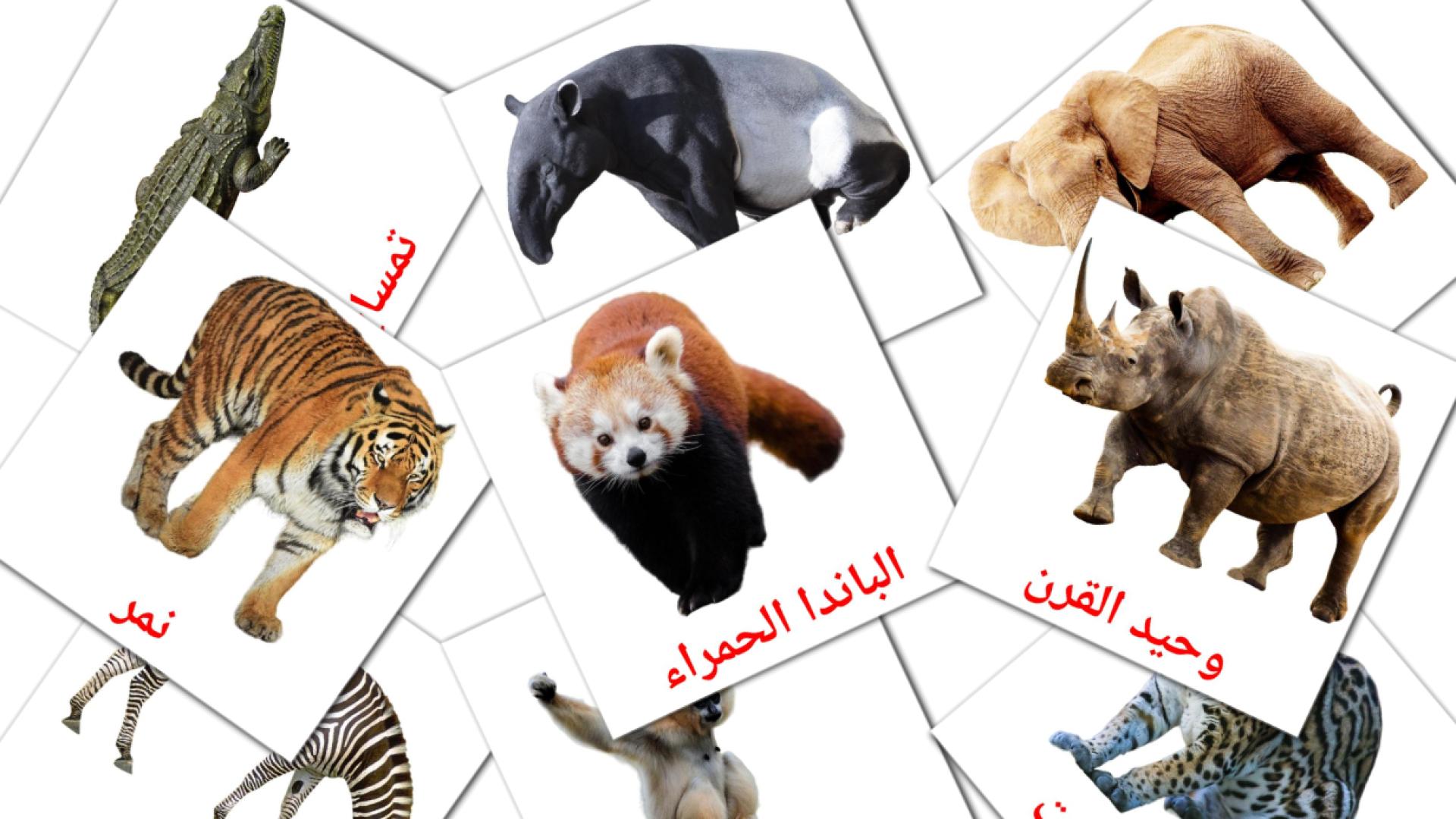 Jungle dieren - arabische woordenschatkaarten