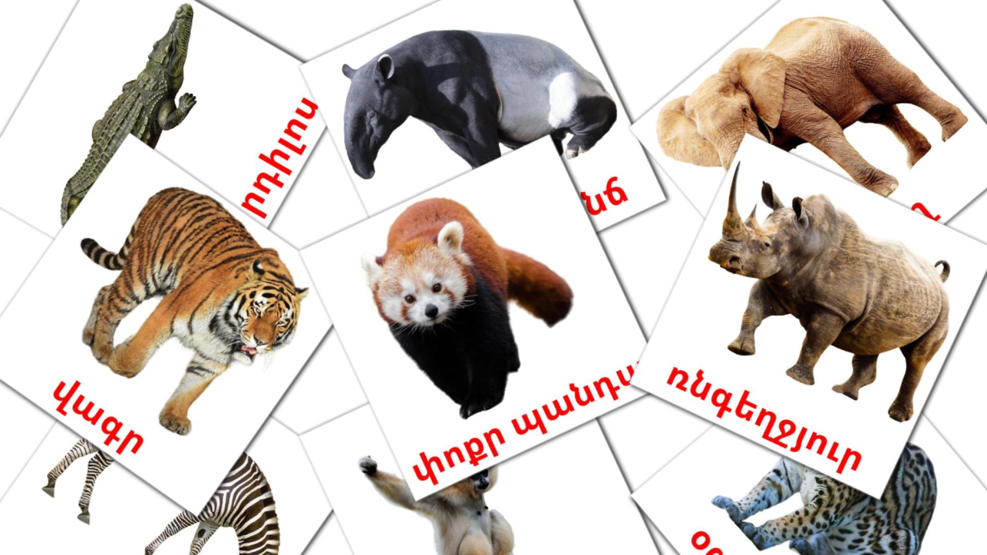 21 tarjetas didacticas de Աֆրիկայի կենդանիներ