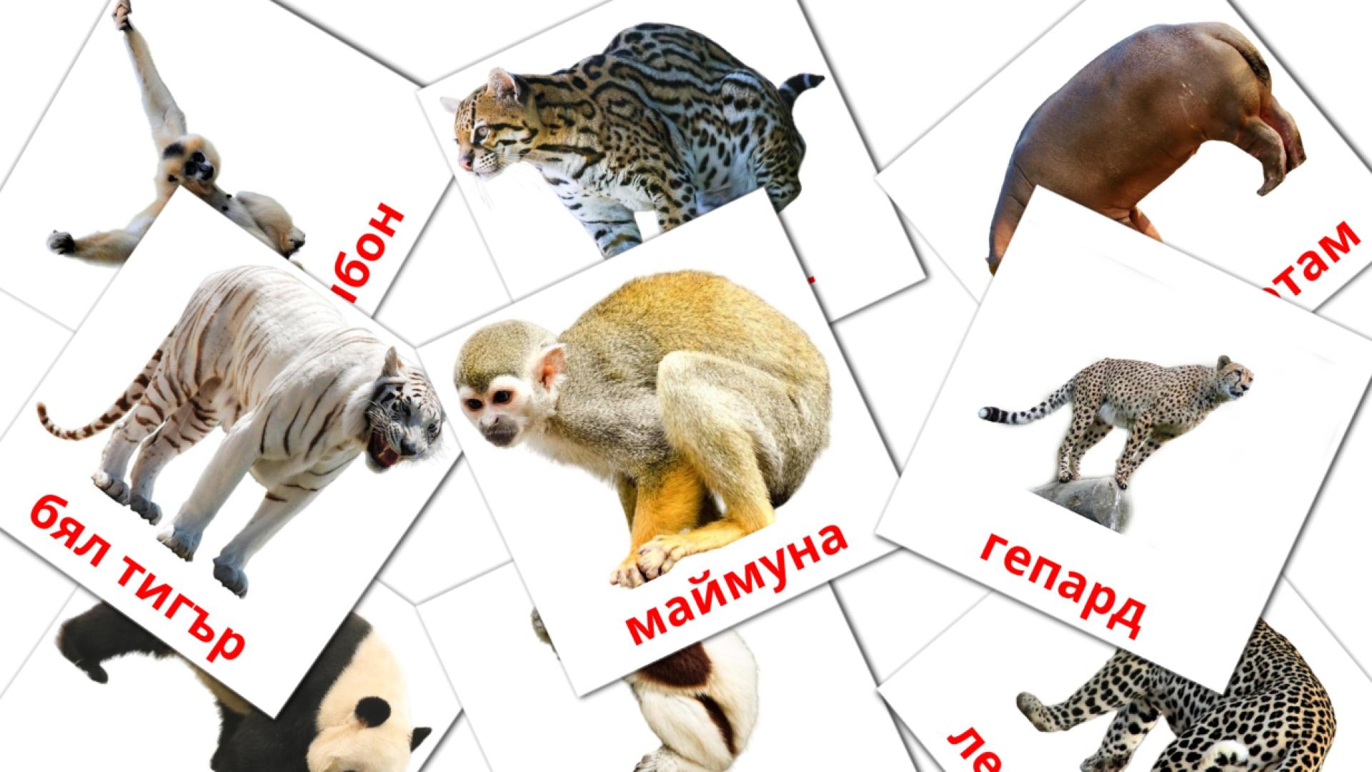 21 Bildkarten für Африкански животни