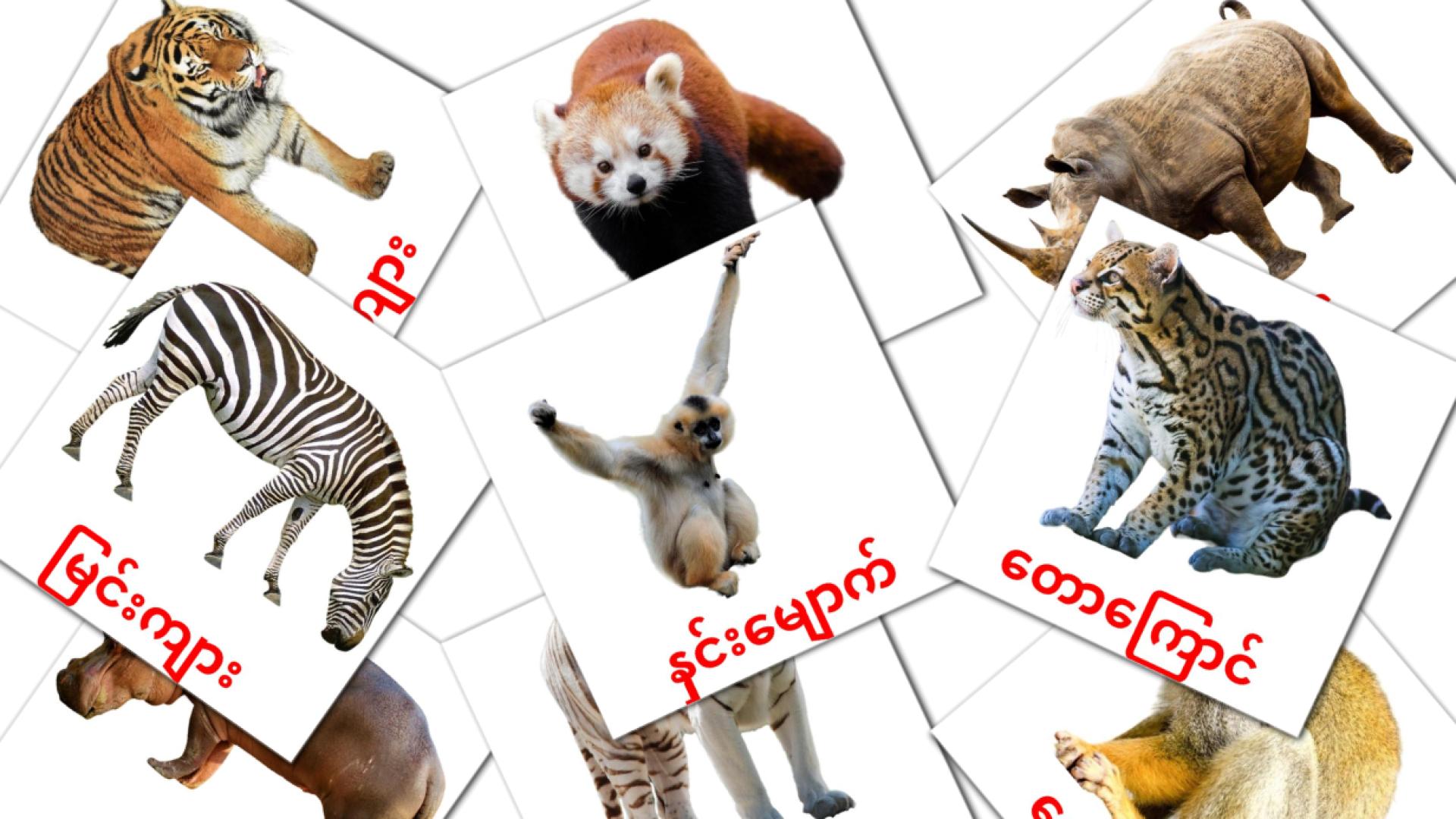 21 Bildkarten für တောတွင်းတိရစ္ဆာန်များ
