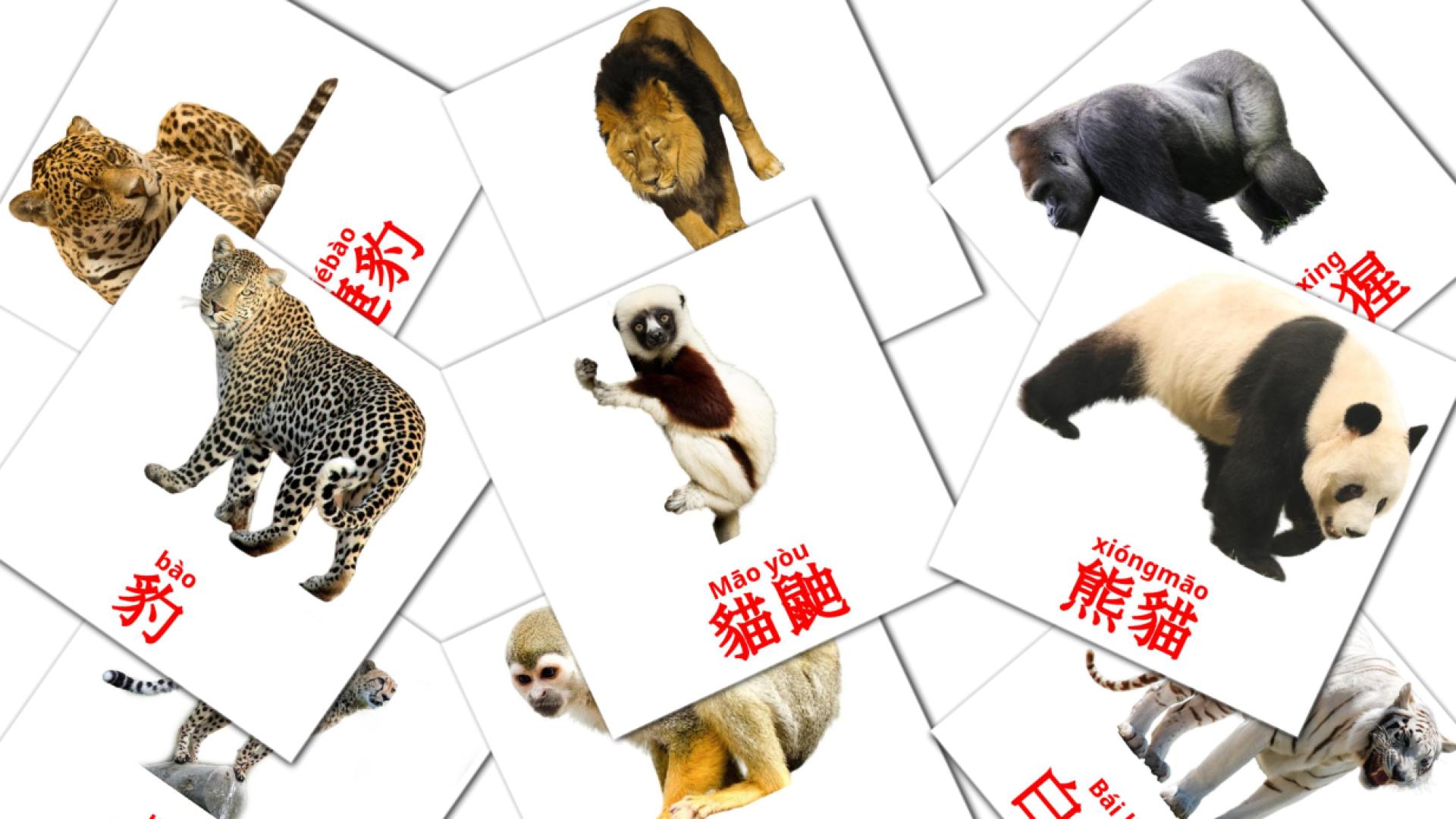 21 tarjetas didacticas de 叢林動物
