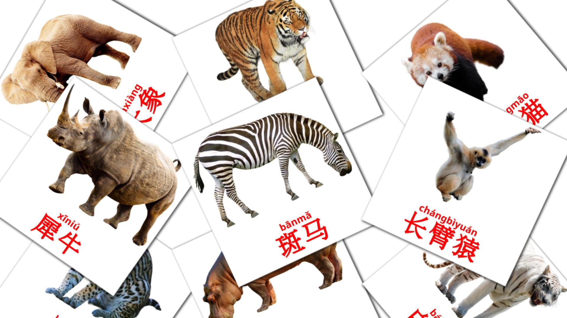 21 flashcards di 动物