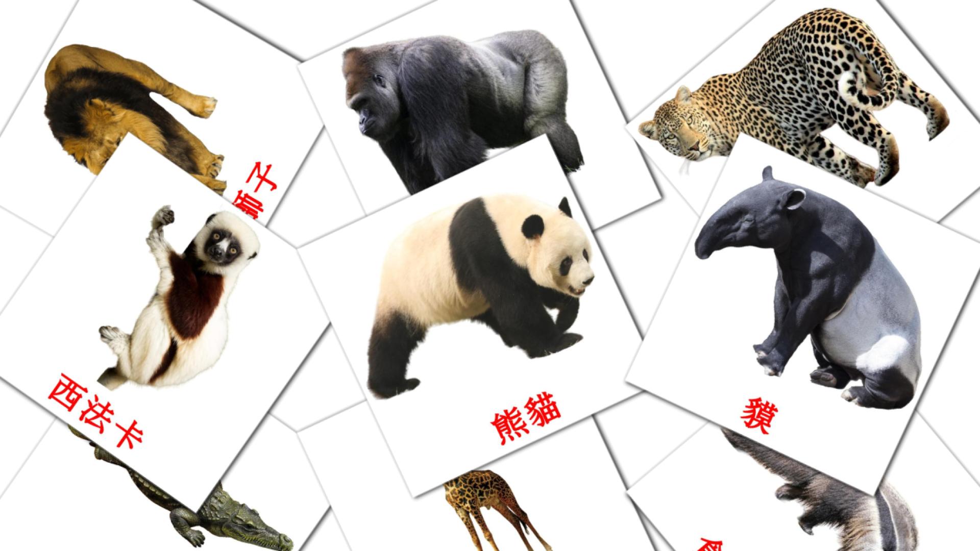 21 flashcards di 叢林動物