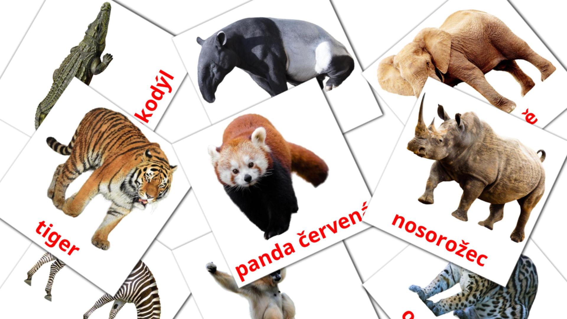 21 Bildkarten für Africká zvířata