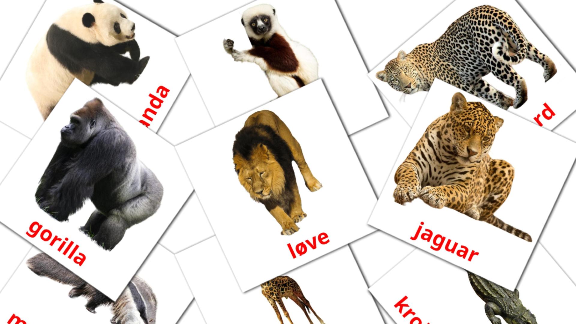 21 Bildkarten für Jungledyr