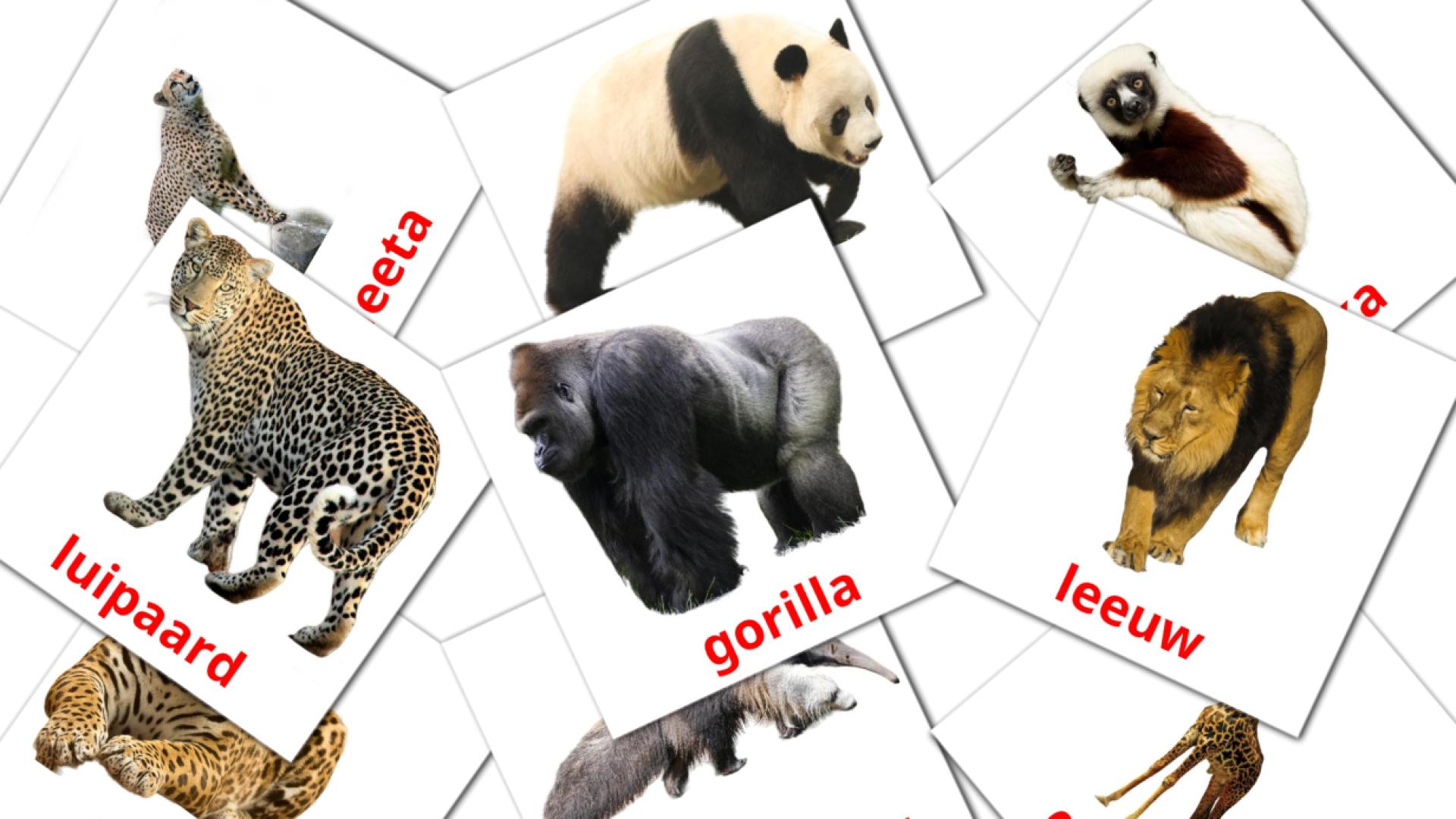 21 Flashcards de Jungle dieren