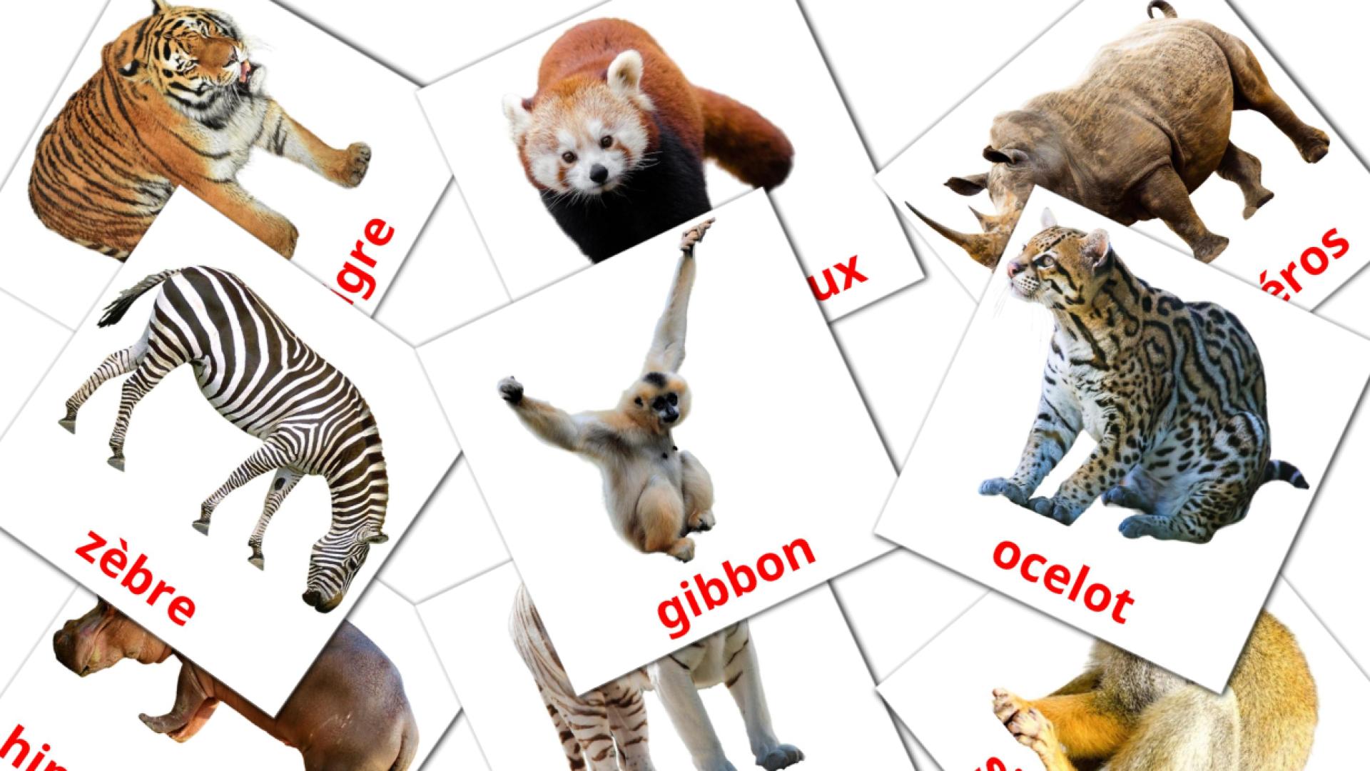 21 tarjetas didacticas de Les Animaux de la Jungle