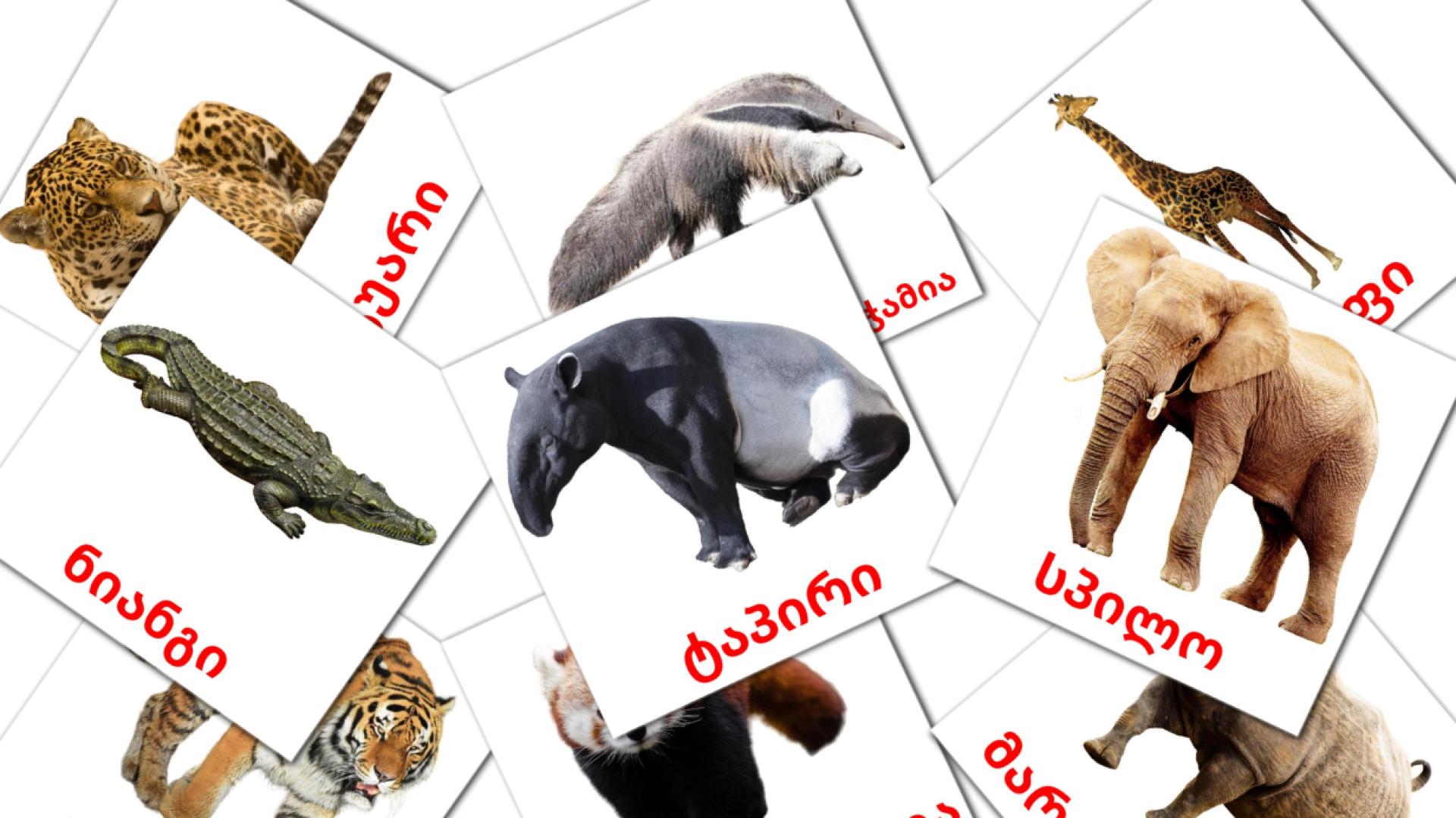 21 tarjetas didacticas de აფრიკის ცხოველები