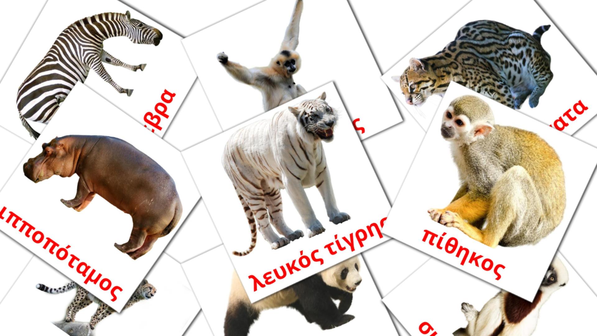 21 Bildkarten für Ζώα της ζούγκλας