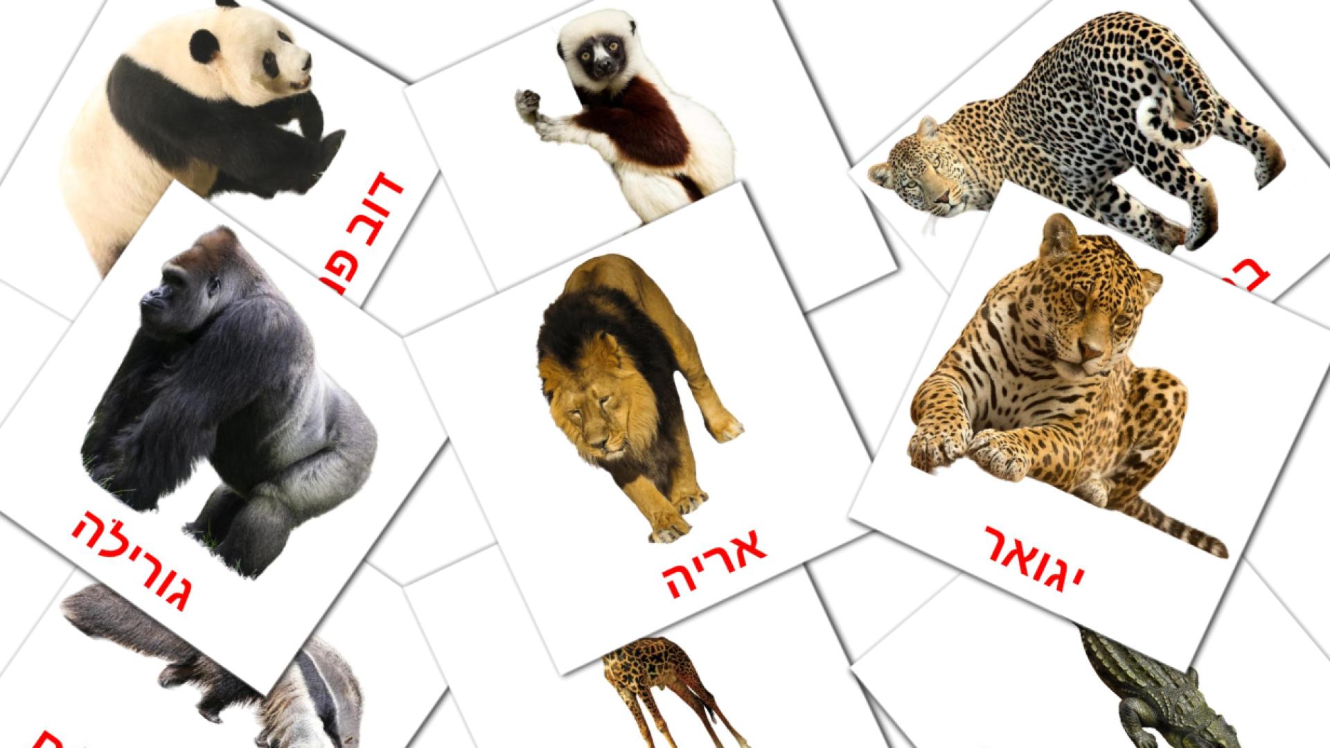21 Bildkarten für חיות אפריקאיות