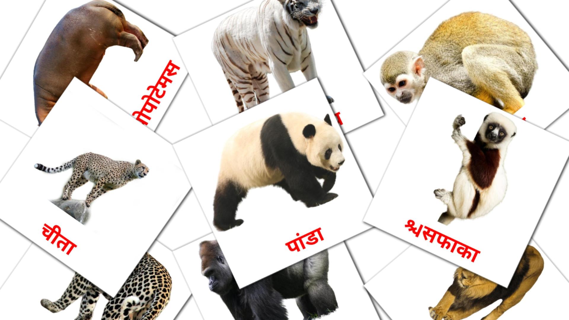 21 tarjetas didacticas de जंगल जानवरों