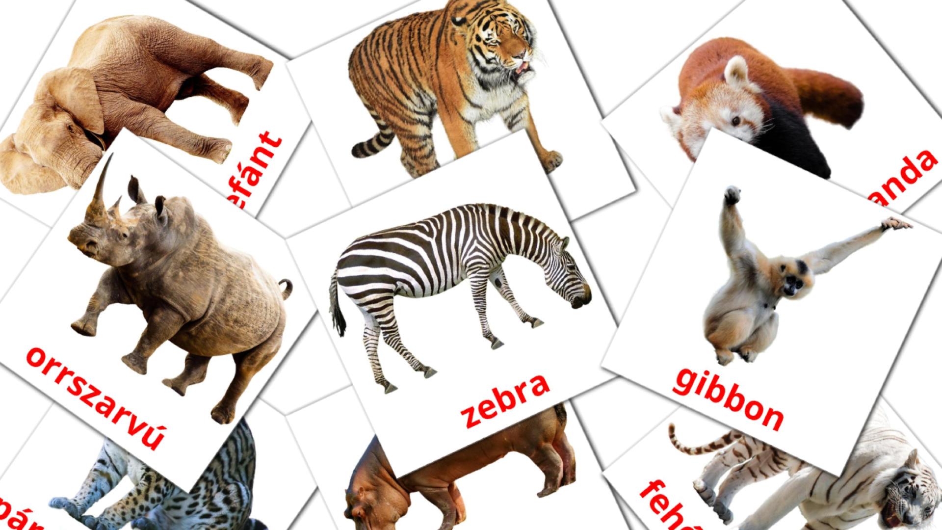 21 Bildkarten für Dzsungel állatai