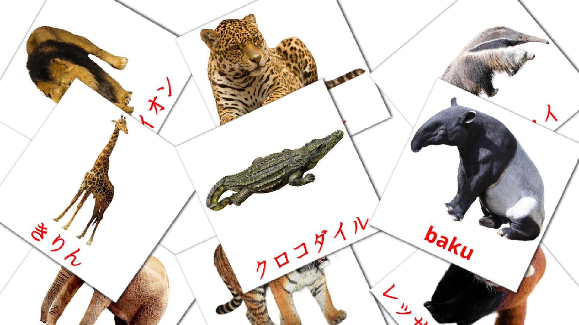 21 tarjetas didacticas de ジャングルの動物