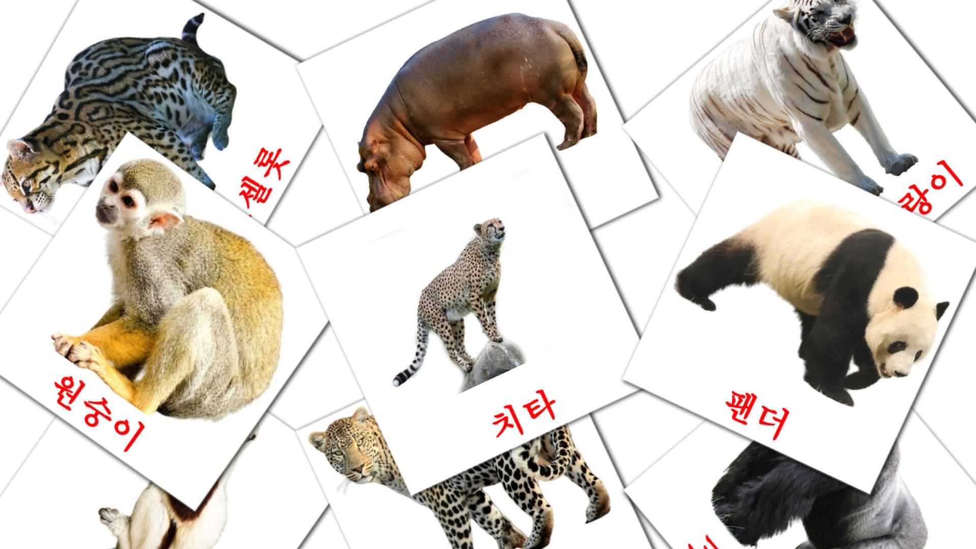 21 Bildkarten für 정글 동물