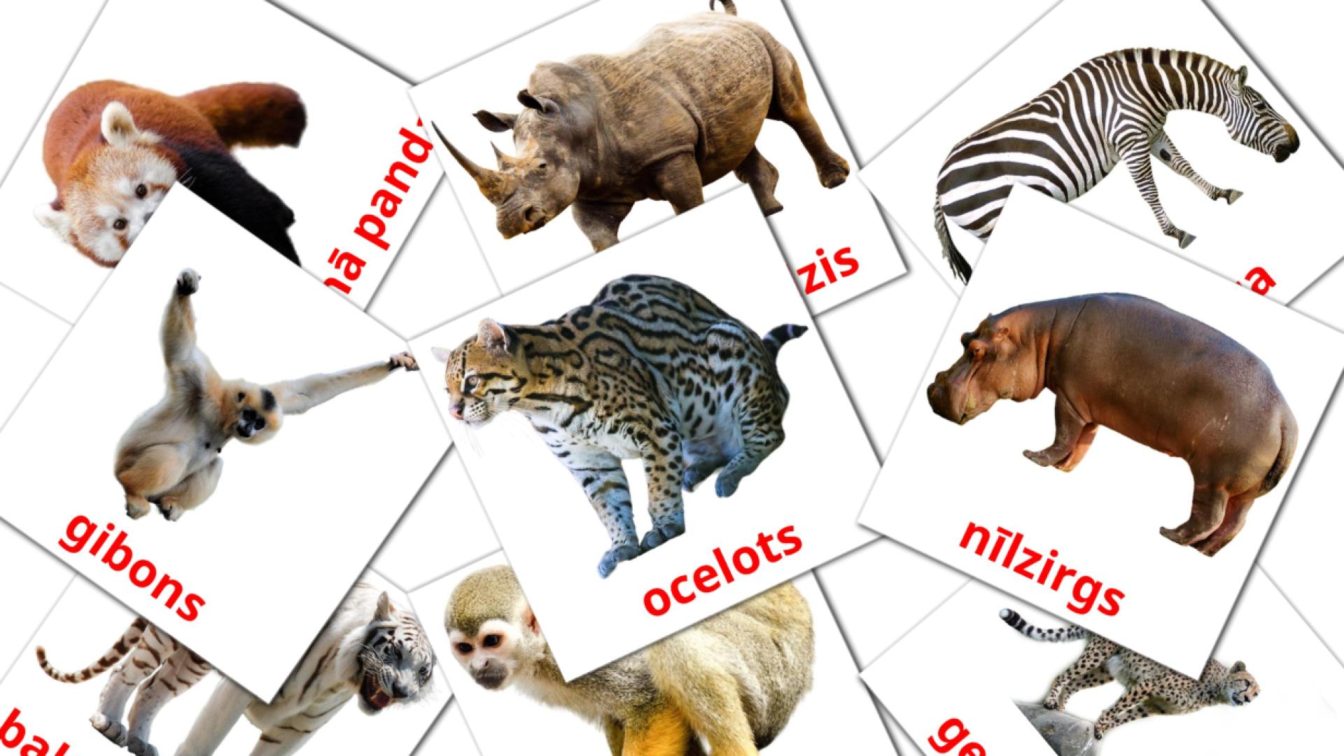 21 Bildkarten für Dzīvnieki džungļos